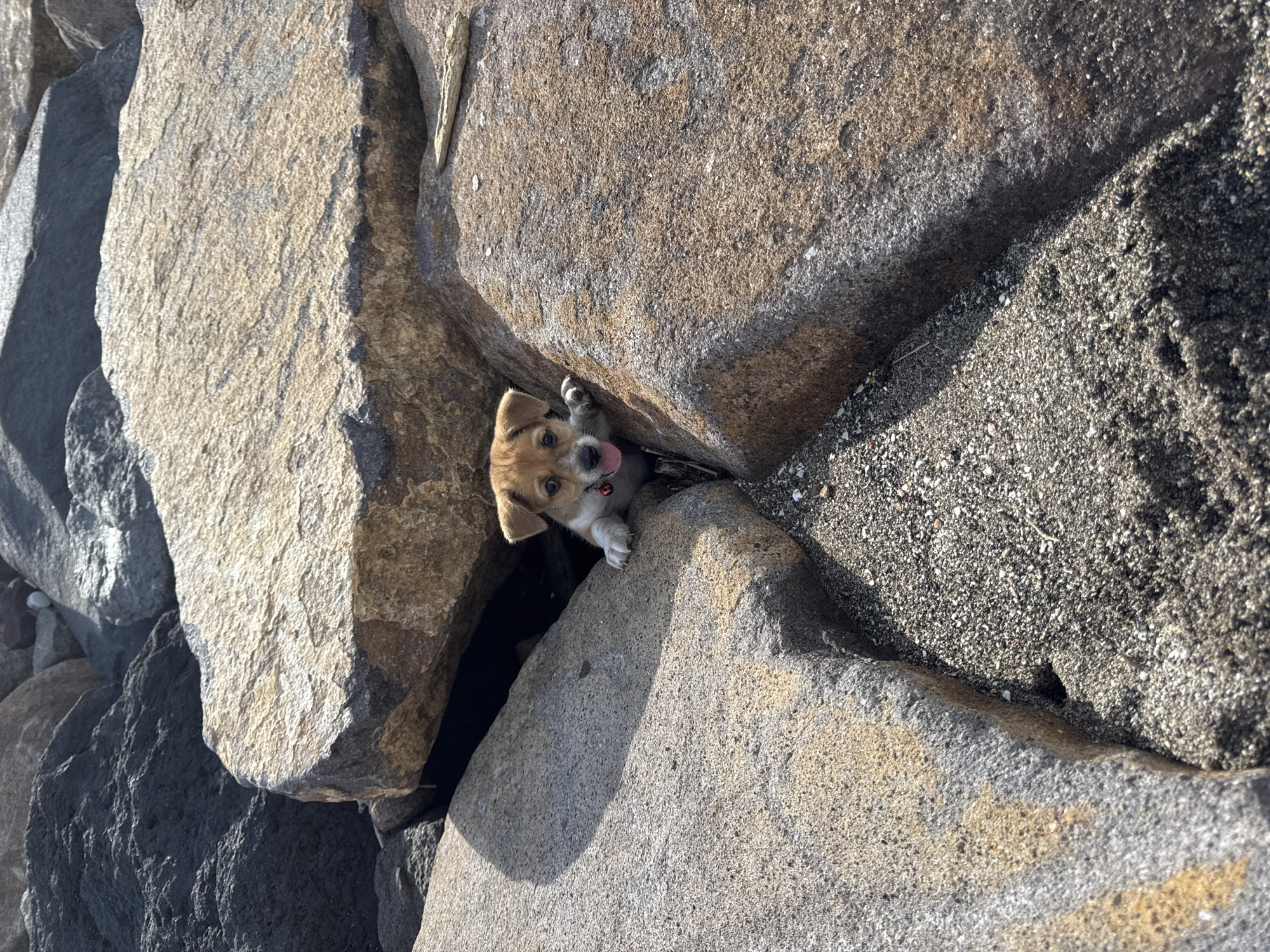 A small, light-brown puppy with a pink tongue visible is wedged between large, grey rocks and sand. The background suggests a beach or coastal environment. The image does not have sufficient information to accurately confirm that the location is in the city of Kediri, Indonesia.