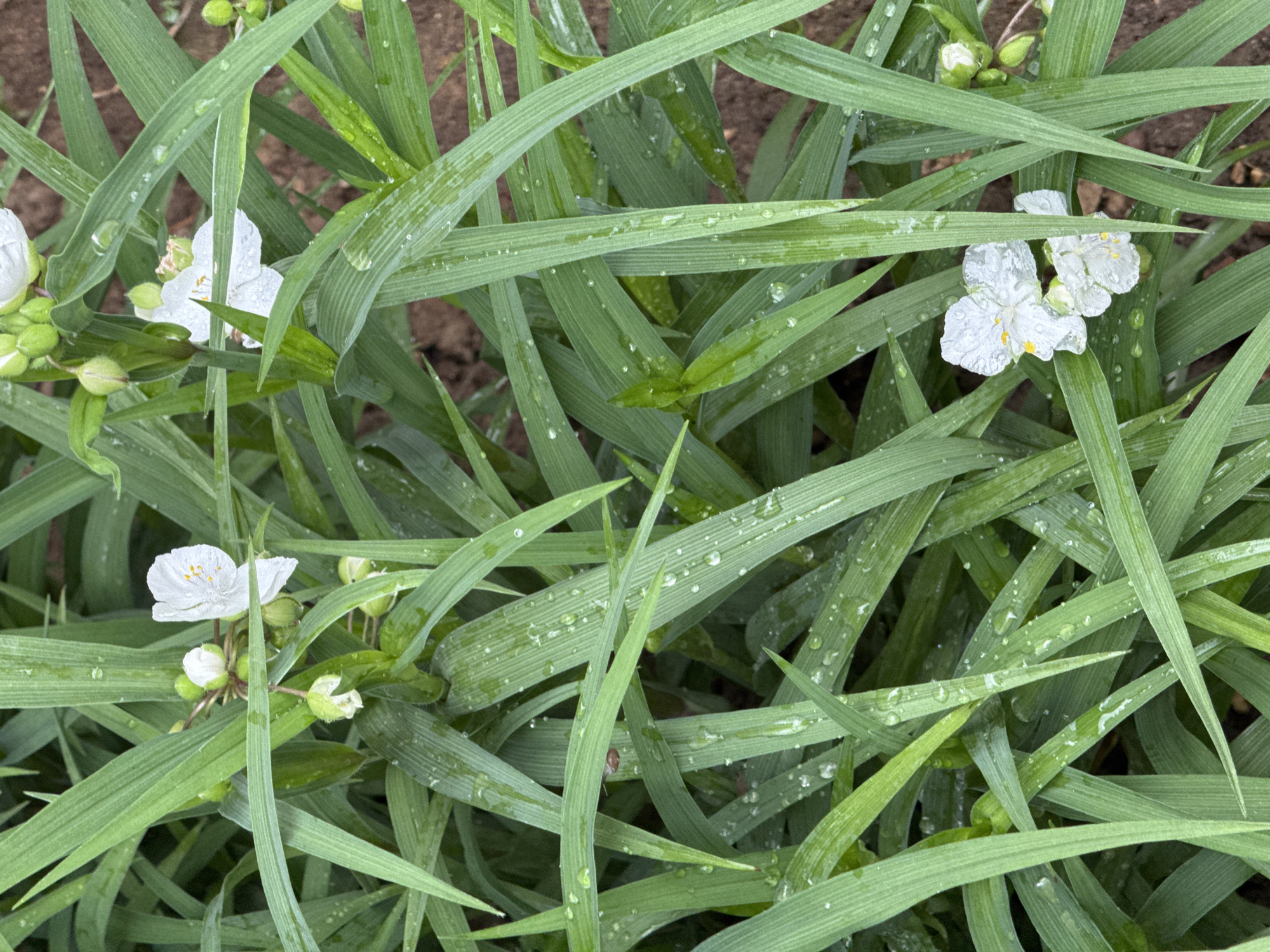 A close-up, eye-level view of dense, green grass with water droplets on its blades. Several small, white flowers with yellow centers are interspersed among the grass, some in bloom and others as buds. The ground beneath the grass appears to be soil. The image is taken outdoors, possibly in a garden or natural area. There are no people or animals visible in the frame. The overall scene suggests a natural setting after a rain or with dew. There is no information to place this image in Naro-Fominsk, Russia.