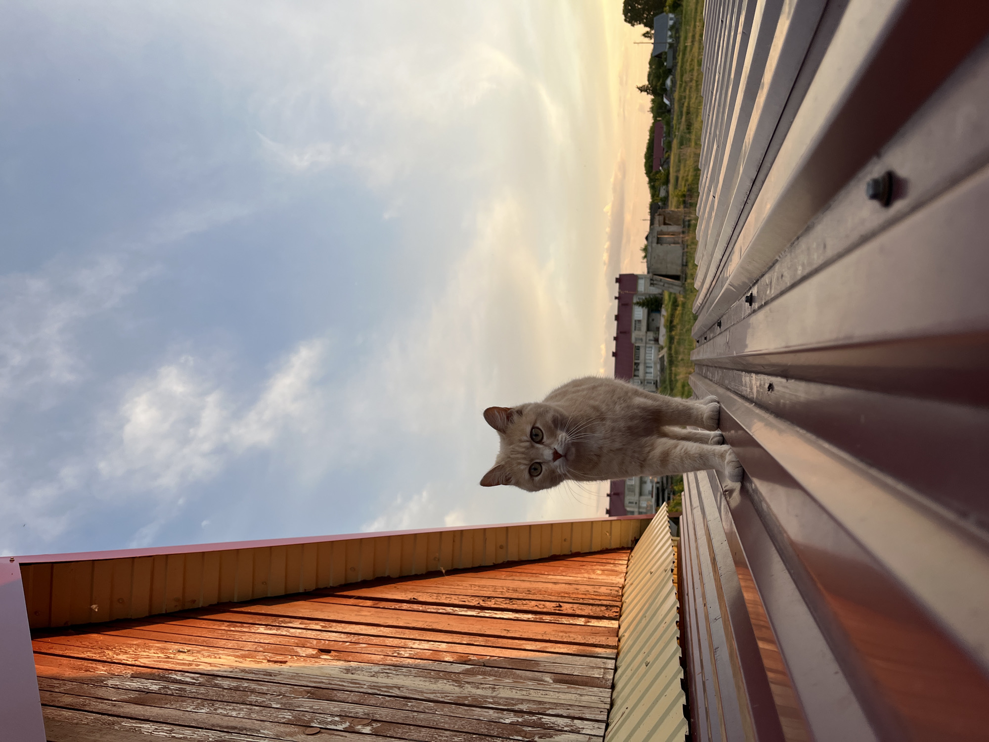 The image displays a light-colored, short-haired cat positioned on a maroon corrugated metal roof during sunset in Novocheremshansk, Russia. The cat, cream or light ginger in coloration, is walking forward in the lower-center of the frame, directly facing the camera with light-colored eyes and prominent whiskers. The corrugated roof, secured by visible screws, extends diagonally from the lower-left towards the upper-right, reflecting warm, orange light. To the left of the cat, the weathered, vertical wooden planks of a building's gable end are strongly illuminated with orange and brown tones. Beneath this wooden wall, a section of a yellow-gold corrugated metal roof is visible. The background reveals a rural or semi-rural landscape under a sky that transitions from light blue at the top to warm orange and yellow hues at the horizon, indicative of sunset. Scattered white, wispy clouds are present. On the distant horizon, several buildings are visible, including a multi-story structure with a red roof on the left, an unkempt grassy field, and smaller houses amidst sparse trees and bushes. The overall lighting is soft and warm, characteristic of late afternoon or early morning.
