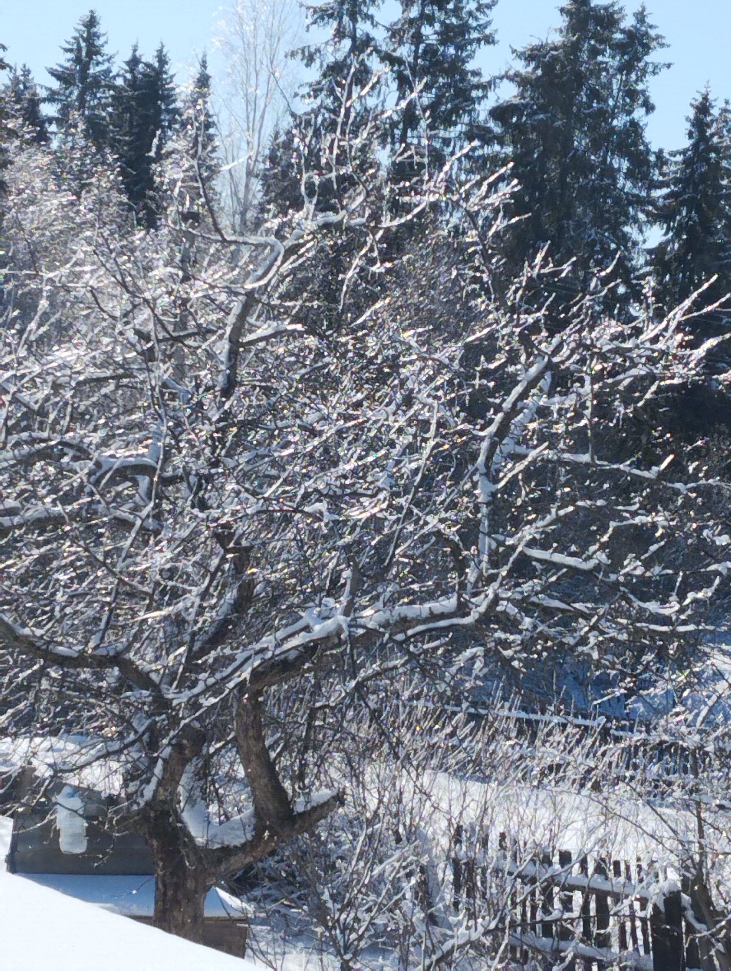 The image depicts a winter scene, likely in Krasnogorskoye, Russia, based on the prompt. A bare tree, heavily laden with snow and ice, dominates the foreground. Sunlight glints off the ice, creating a sparkling effect. Behind the tree, a dense thicket of smaller shrubs and a weathered wooden fence are visible, also covered in snow. In the background, a dark coniferous forest rises, partially obscured by the branches of the foreground tree. A structure, possibly a small house or shed, is partially visible to the left, buried in snow. The sky is a pale blue, suggesting a clear winter day. The overall impression is one of a cold, snowy landscape. There are no people in the image.