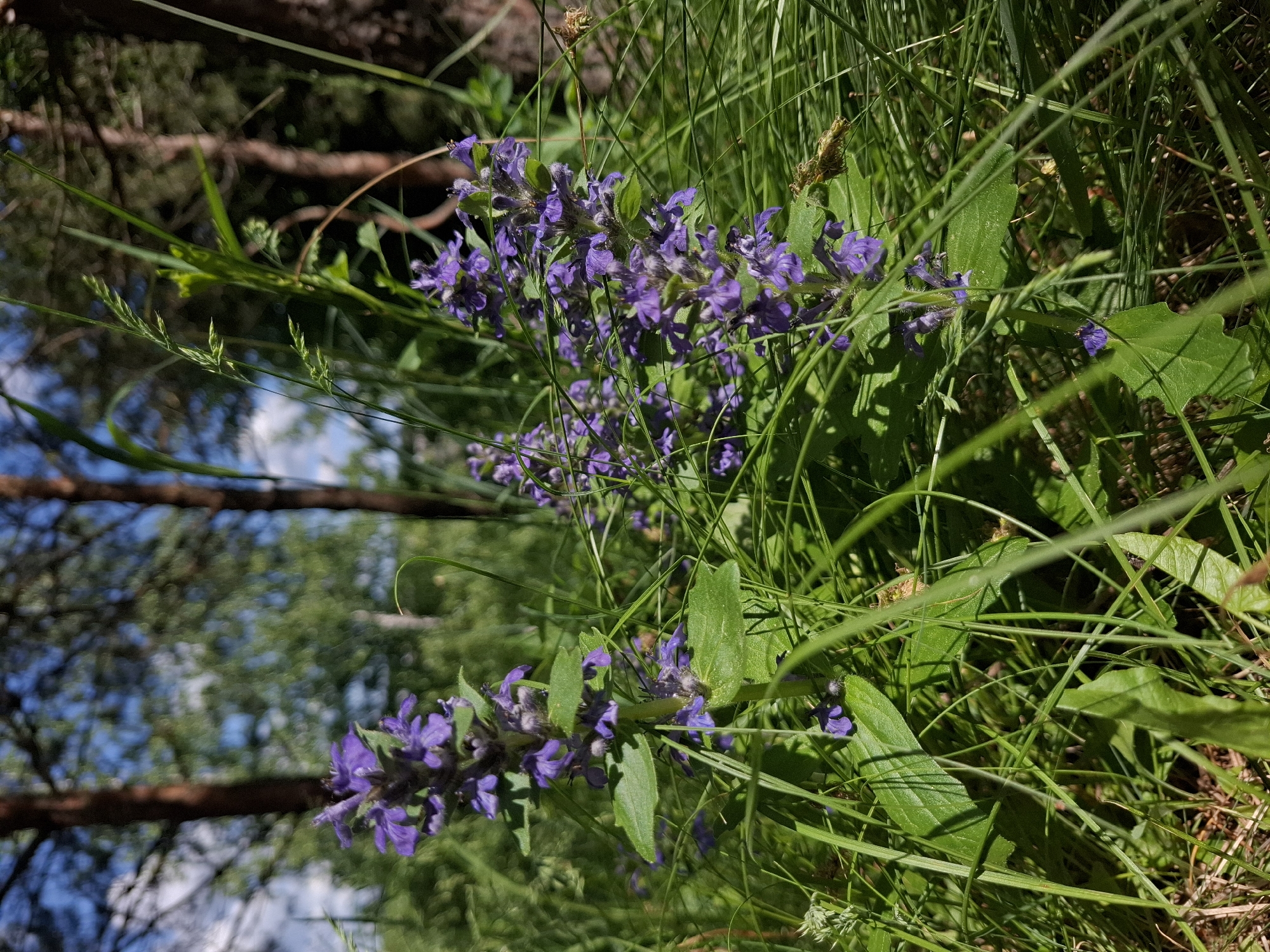 The image shows a close-up of purple flowers interspersed with green grass and leaves. The background is blurred, showing tree branches and sky, suggesting an outdoor setting. Given the prompt's reference to Khlevnoye, Russia, the location is likely a natural area within or near the city, such as a park, forest, or field. There are no people visible in the image.