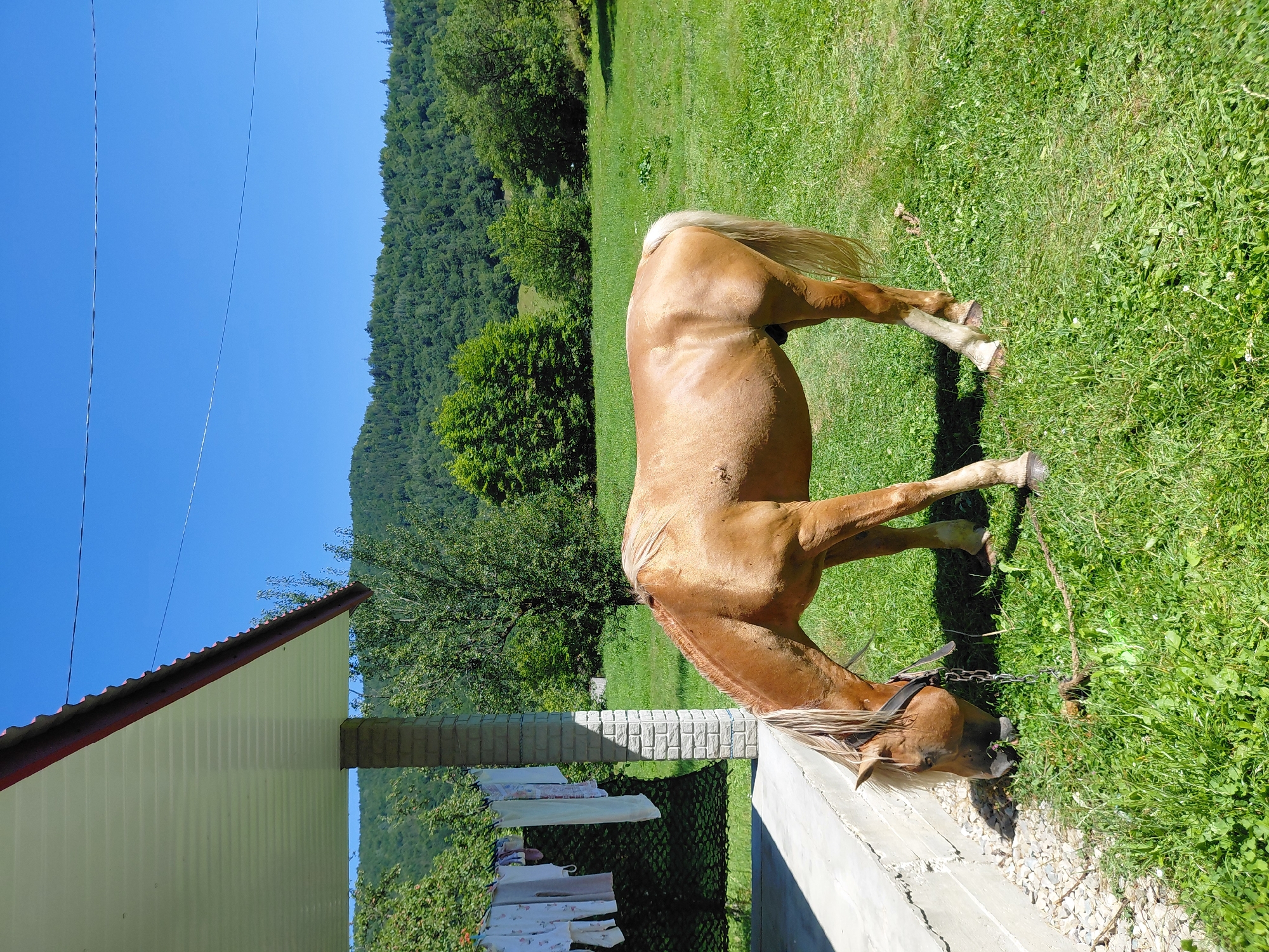 A palomino horse grazes on lush green grass in a rural setting. The horse is tethered by a rope and chain, with its head lowered to eat. In the background, a dense forest covers rolling hills under a clear blue sky. To the left, a porch with a corrugated metal roof is supported by a brick column. Laundry is hanging on a clothesline under the porch. The scene appears to be located in the Chernyk region of Ukraine, characterized by its natural beauty and agricultural landscape.