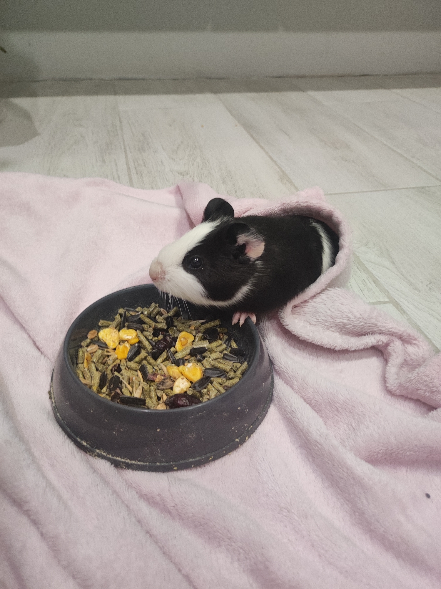 A guinea pig, with a white and black coat, is positioned next to a gray food bowl filled with guinea pig food on a pink blanket. The blanket is draped over a light-colored wooden floor. The background consists of a light-colored wall. The location is unknown.