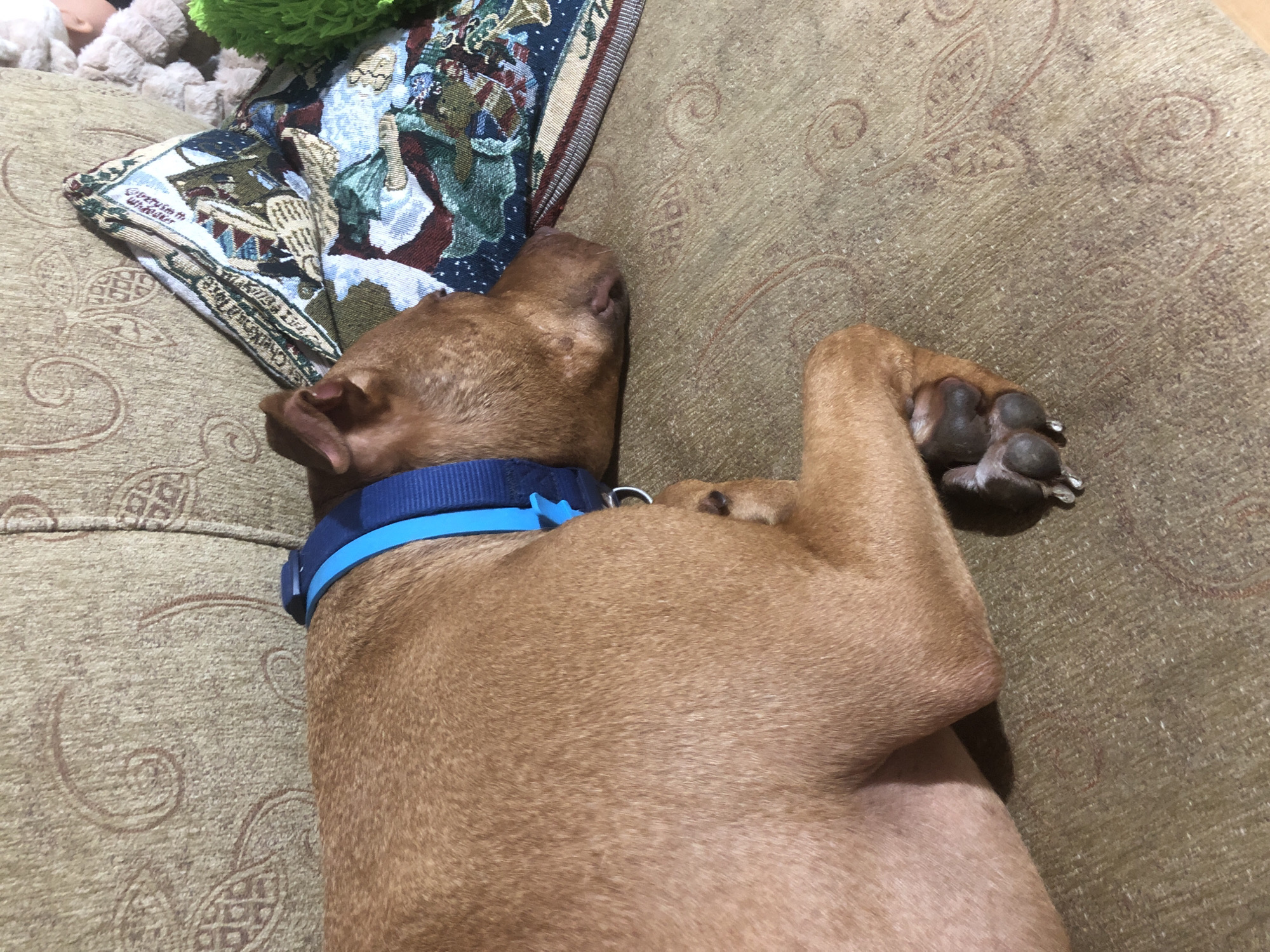 The image shows a medium-sized, short-haired dog with reddish-brown fur sleeping on a patterned sofa. The dog is wearing a bright blue collar. To the right of the dog, a decorative tapestry is visible, featuring various images and patterns. The sofa upholstery has a textured, woven pattern with swirling designs. The overall lighting suggests an indoor setting, possibly a living room. The location is not specified as being in the city of Sofia, Bulgaria.