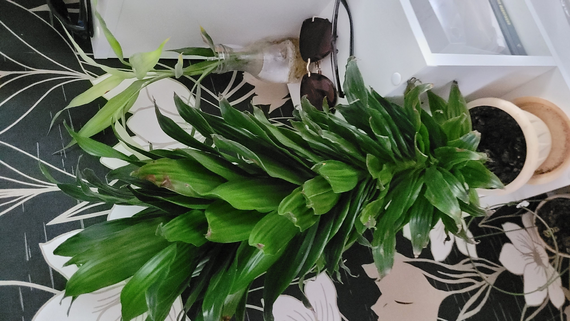 A high-angle shot depicts a patterned surface, potentially a table or floor, upon which several items are arranged. The dominant feature is a large, leafy green plant. Beside it is another plant in a clear glass bottle, and next to the bottle, a pair of brown sunglasses. A potted plant sits beside the large plant. Adjacent to the right is a white shelf. There is no indication of the scene's location.