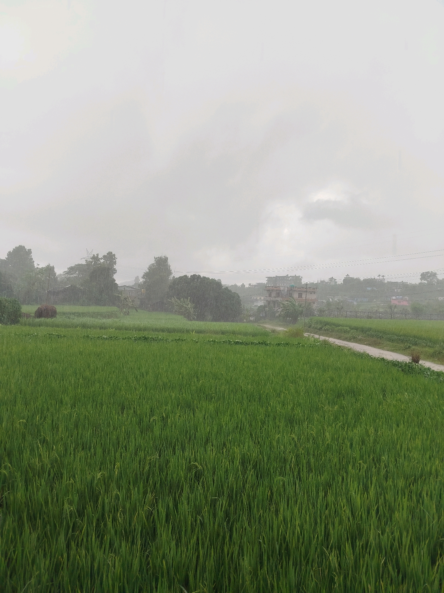 A wide-angle, eye-level shot captures a lush green rice paddy field under a gray, overcast sky. Rain is visible falling across the landscape, creating a slightly blurred effect on the trees and buildings in the distance. To the left, a small, rustic structure and a haystack are visible amidst the trees. A dirt road curves through the field, leading towards a cluster of buildings on a hill in the background. The buildings are of various sizes and colors, with some appearing to be multi-story houses. Power lines are strung across the sky, and the overall atmosphere is somber and rainy.