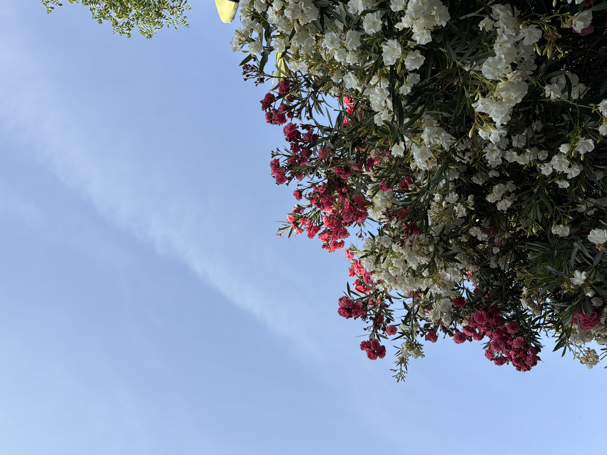 The image is a low-angle shot of blooming oleander bushes against a clear blue sky, likely taken in Tel Aviv, Israel. The oleanders feature clusters of white and pink flowers, interspersed with green foliage. The sky is mostly unobstructed, with a few wispy clouds. The composition is roughly divided, with the floral arrangement occupying the upper right quadrant and the sky filling the rest of the frame. Some green tree foliage is visible on the top left corner.