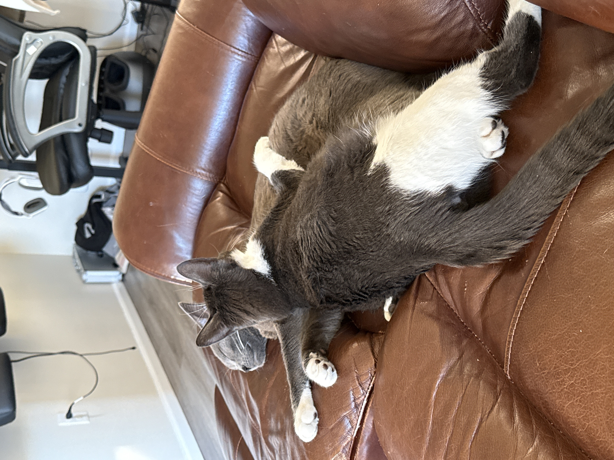 Two domestic cats are sleeping on a brown leather couch. The cat in the foreground is mostly dark grey with white markings on its chest, belly, and paws. Its hind legs and tail are visible, as is its front paw. The other cat, in the background, is a lighter grey and is mostly obscured by the foreground cat. Both cats appear to be resting comfortably. The couch is positioned in a room with wooden floors and light-colored walls. In the background, there is a black office chair with silver accents and a foot massager. There are also some electronic devices and cables visible on the wall. The scene appears to be in a residential setting. This image was taken in Fife, Washington, United States of America.