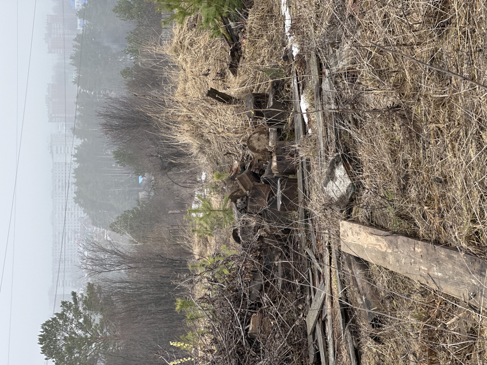 The image captures a scene on the periphery of Chaikovsky, Russia, characterized by a neglected and overgrown area near an urban zone. The foreground contains decaying wooden structures, possibly remnants of an old fence or building, intermingled with dry vegetation consisting of brown grasses, shrubs, and fallen branches. Litter and debris are scattered among the vegetation. Beyond this disturbed area, a dense stand of trees transitions into the outskirts of the city. In the background, the hazy outline of apartment buildings is barely visible through the trees. The overall impression is one of urban fringe decay and environmental neglect bordering a built-up area. The weather appears overcast and hazy.