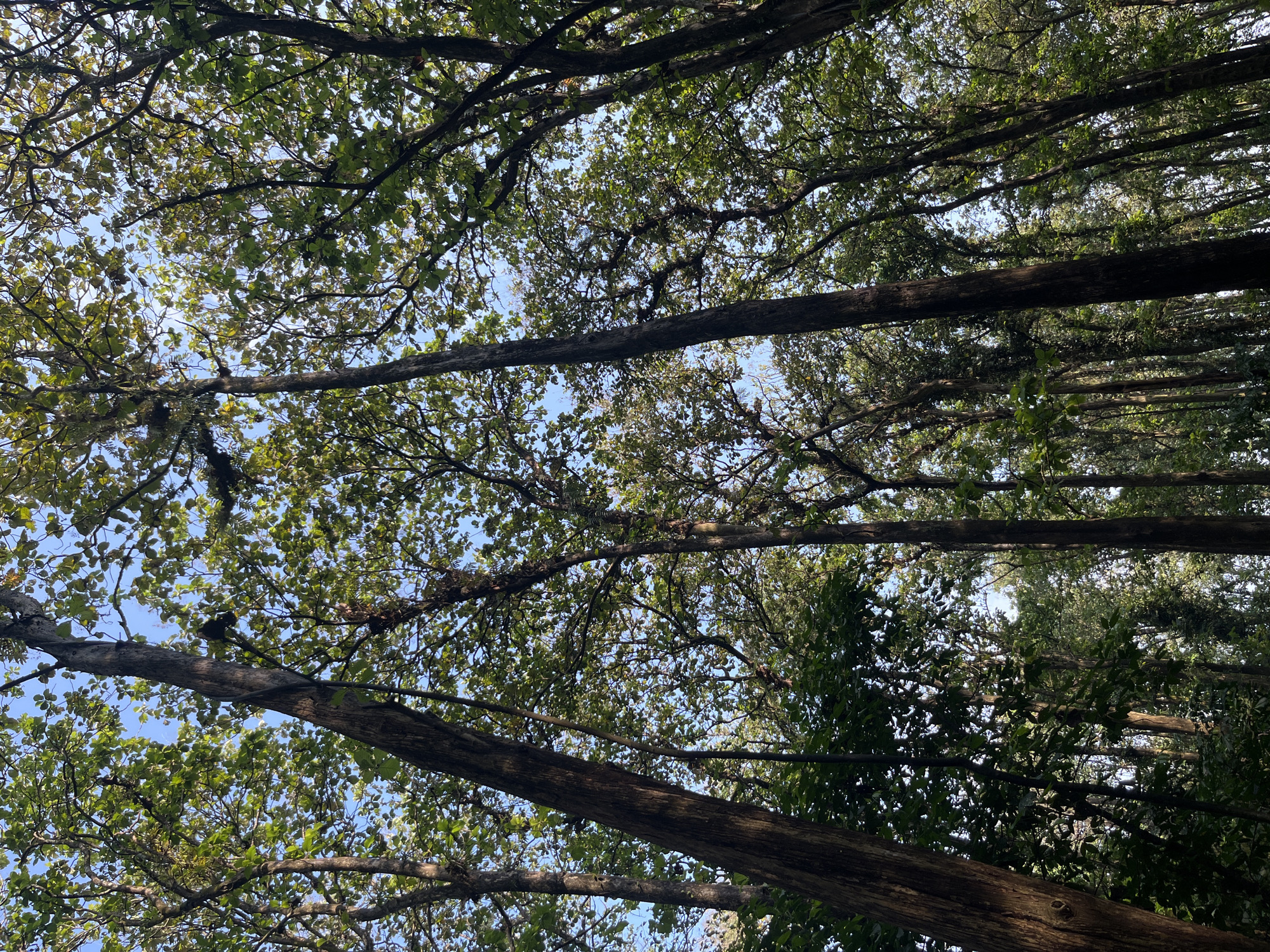 This is a low-angle shot of a forest in Legogsari, Indonesia, looking up at the canopy. Tall trees with dark, textured bark dominate the frame, their branches and green leaves forming a dense ceiling against a clear blue sky. Sunlight filters through the leaves, creating dappled patterns. The overall impression is one of lush, vibrant nature.