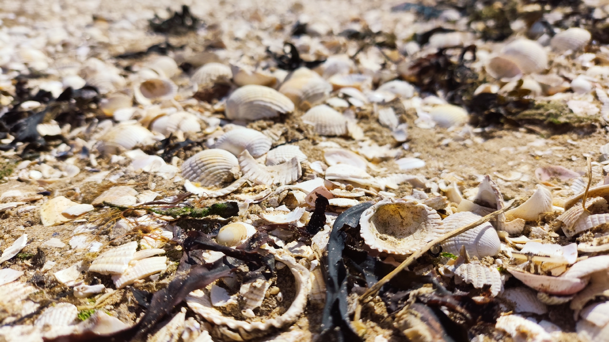 A low-angle, close-up, outdoor photograph shows a dense covering of seashells and sand on a beach. The shells are predominantly white and cream-colored, with varying sizes and textures. Some are intact, while others are broken into fragments. Interspersed among the shells are small pieces of dark, dried seaweed, and a few blades of green grass. The sand appears dry and granular. The lighting suggests a bright, sunny day, casting subtle shadows and highlighting the texture of the shells. The image was taken on the shore of West Kirby, United Kingdom, a town known for its coastal location.