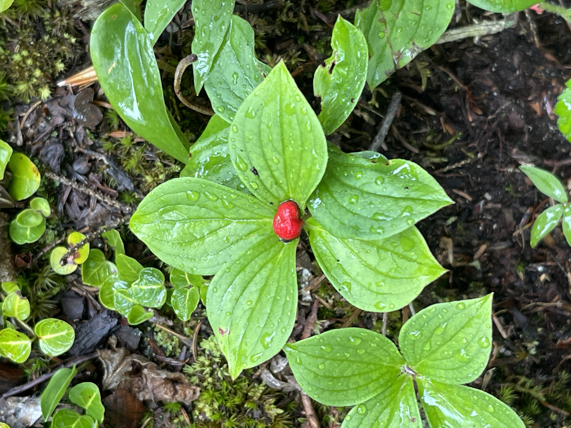 A single, ripe red berry is nestled among a cluster of waxy green leaves. The leaves are veined and slightly curved, with water droplets clinging to their surfaces, suggesting a recent rainfall or dew. The berry is oval-shaped and appears smooth and firm. The surrounding environment is dark and moist, with exposed soil, decaying leaves, and moss visible. The image is a close-up shot, focusing on the berry and its immediate foliage, creating a sense of intimacy with the natural world. The scene is located in the Town of Lyonsdale, United States of America.