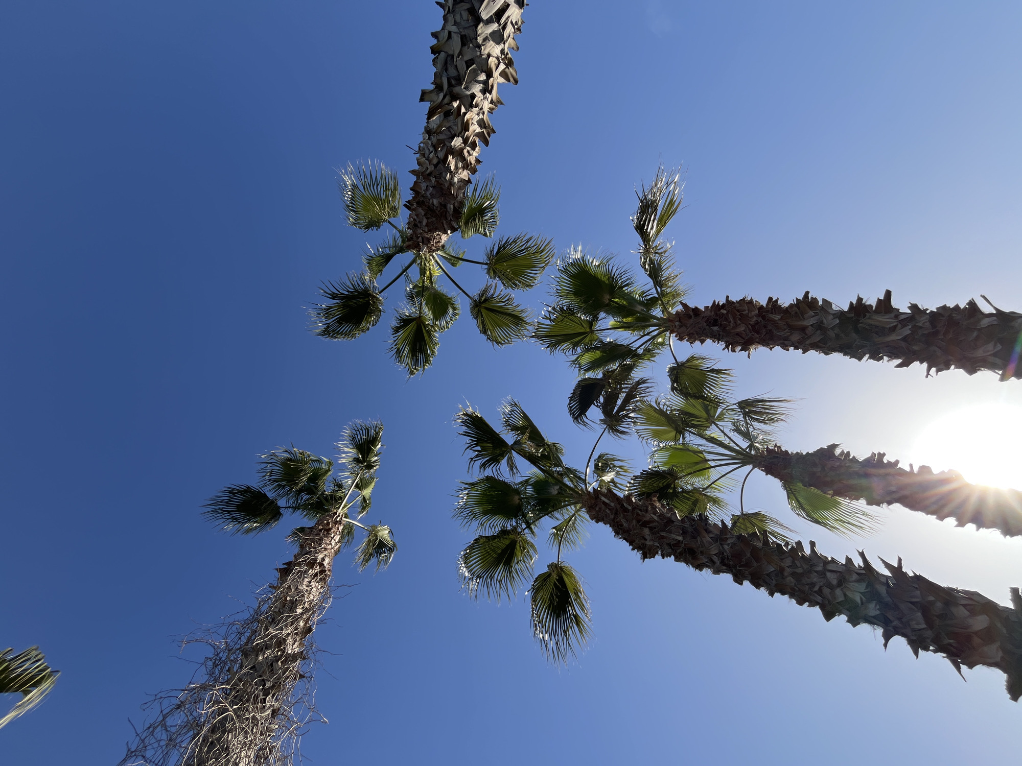 The image captures a low-angle view of four palm trees against a clear, bright blue sky. The palm trees are positioned around the frame, with their trunks converging towards the bottom, outside the image frame. The trees have dense, textured trunks with green fan-shaped fronds. The sun is visible in the upper right quadrant of the image, emitting a bright glow. The image was most likely taken in Alanya, Turkey.