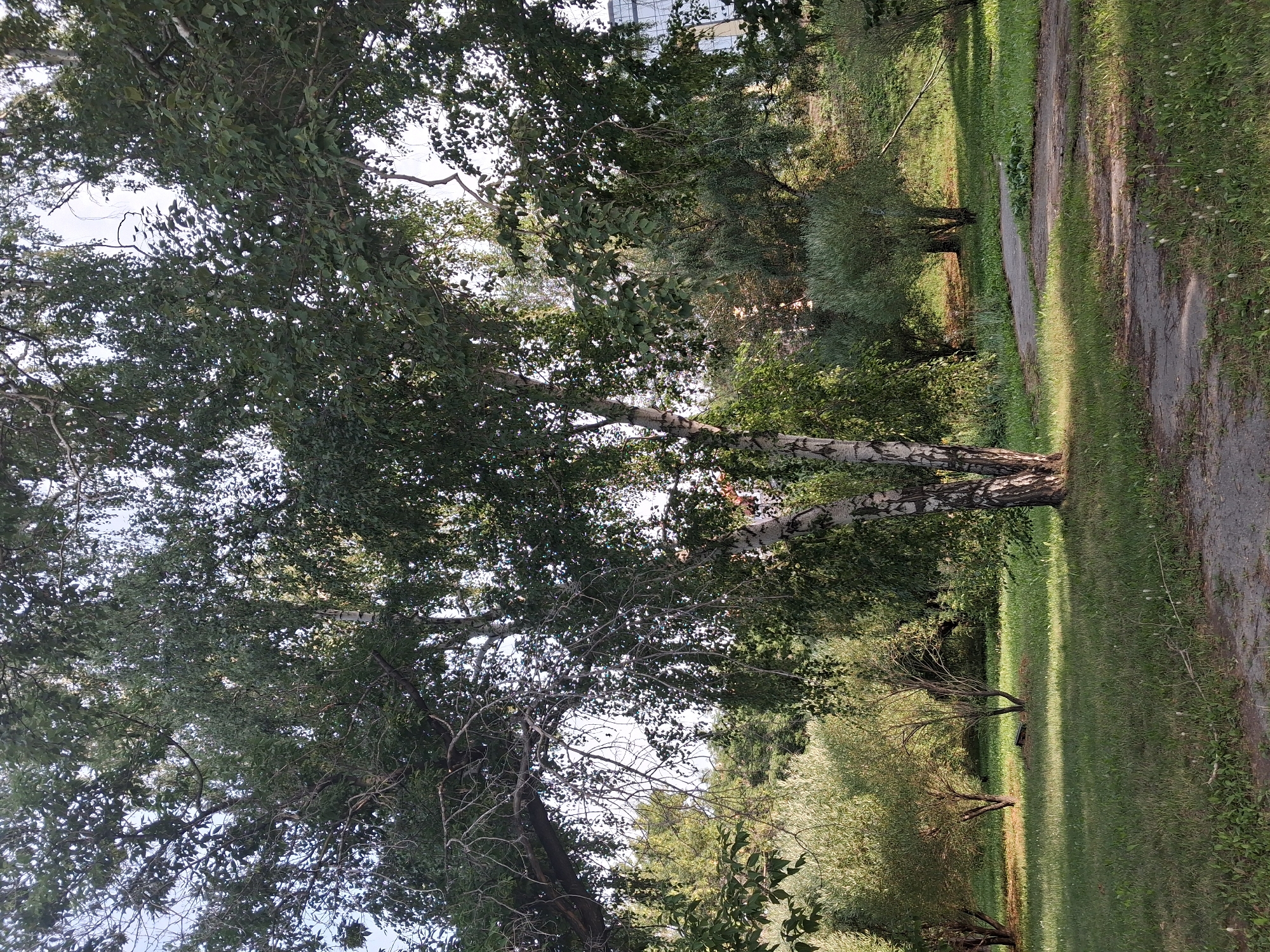 The image depicts a park scene in Novosibirsk, Russia, featuring a prominent birch tree with distinctive white bark in the foreground. The tree is surrounded by lush green grass, with several smaller trees and bushes scattered throughout the background. A paved pathway winds its way through the park, partially obscured by the foliage. The lighting suggests it is daytime, with sunlight casting shadows on the ground, indicating a clear or partly cloudy sky. The environment appears serene and natural, typical of an urban park.