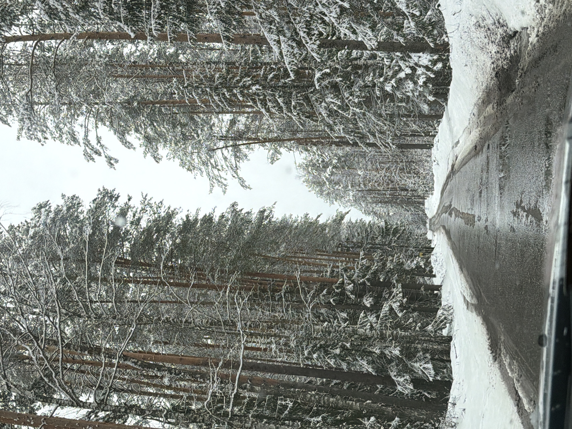 A road cuts through a snowy forest, likely near Chaykovsky, Russia. Tall, snow-laden trees line the road on both sides. The road itself is partially clear, showing a dark, wet surface where vehicles have traveled. Snow banks flank the road edge. The sky is overcast, creating a flat, gray light. The image appears to be taken from inside a vehicle.