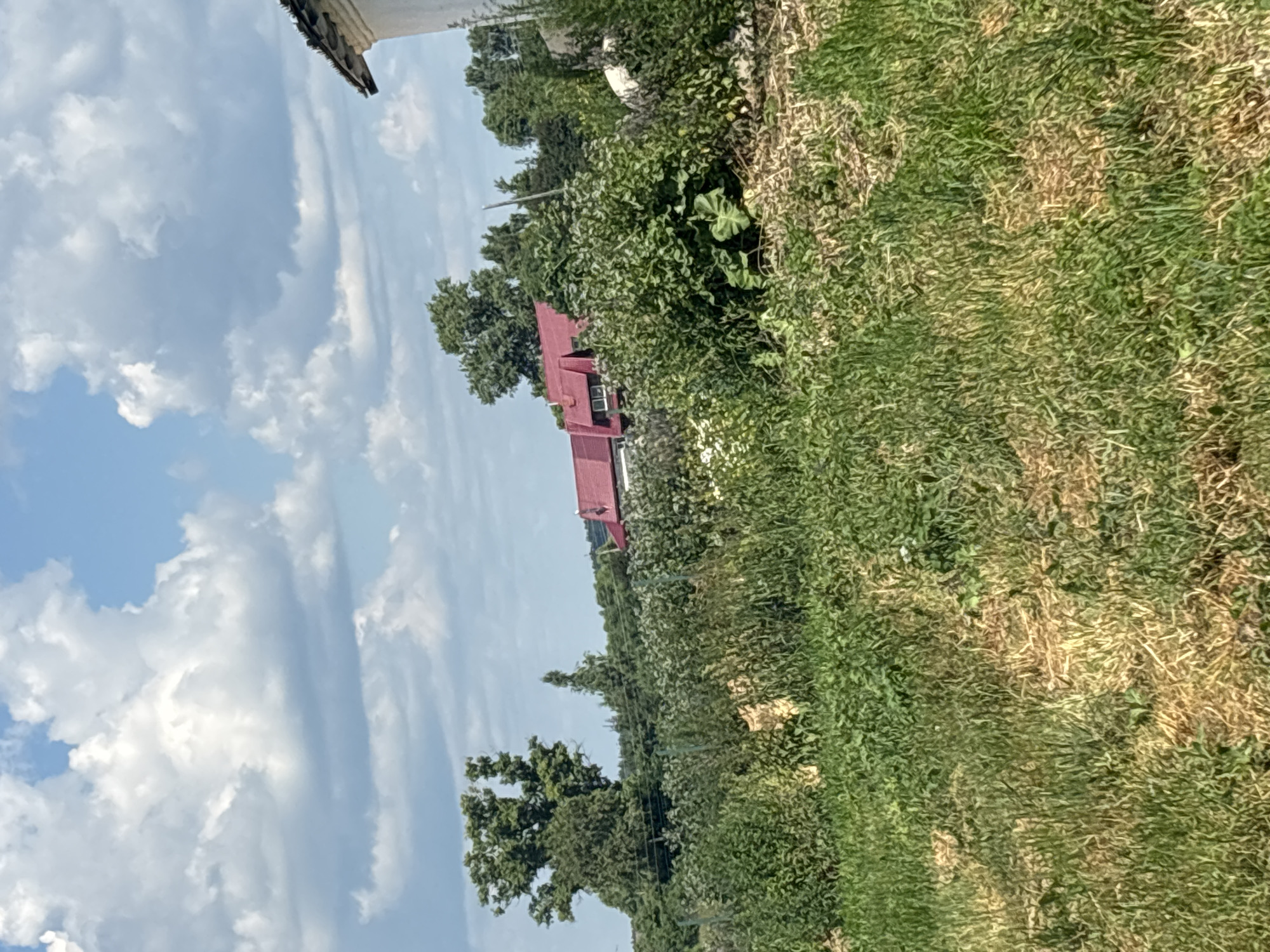 This image depicts a rural landscape with a house featuring a red roof in the background, situated in the city of Ves', Russia. The foreground is dominated by tall, green grass and some dried vegetation, suggesting a natural or uncultivated area. Behind the grass, there is a dense cluster of green bushes and trees. A portion of a white building with a dark-tiled roof is visible on the far right side of the image. The sky above is blue with scattered white clouds.
