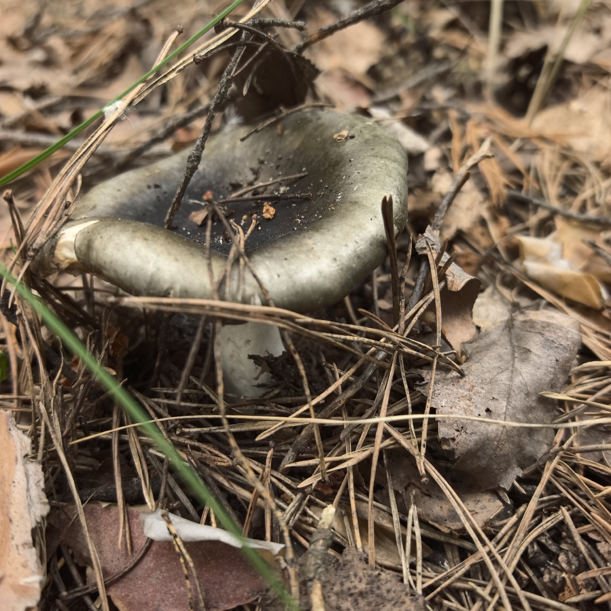 A single, medium-sized mushroom with a dark, greenish-gray cap and a pale stem is the central subject of this close-up, outdoor photograph. The mushroom is nestled amongst a dense bed of dry, brown pine needles and a few fallen leaves, suggesting a forest floor environment. A single blade of bright green grass cuts diagonally across the upper left portion of the image, providing a contrasting splash of color to the otherwise muted, earthy tones. Small twigs and bits of organic debris are scattered throughout the pine needles, adding texture and a sense of natural decay to the scene. The lighting appears soft and diffused, indicating it might be overcast or late in the day. The shallow depth of field keeps the mushroom and its immediate surroundings in sharp focus, while the background blurs into an abstract pattern of browns and grays. There is no visible text in the image. The setting strongly suggests a wooded area in Noviy, Russia, where such fungi are common. The image conveys a sense of quiet observation of nature.