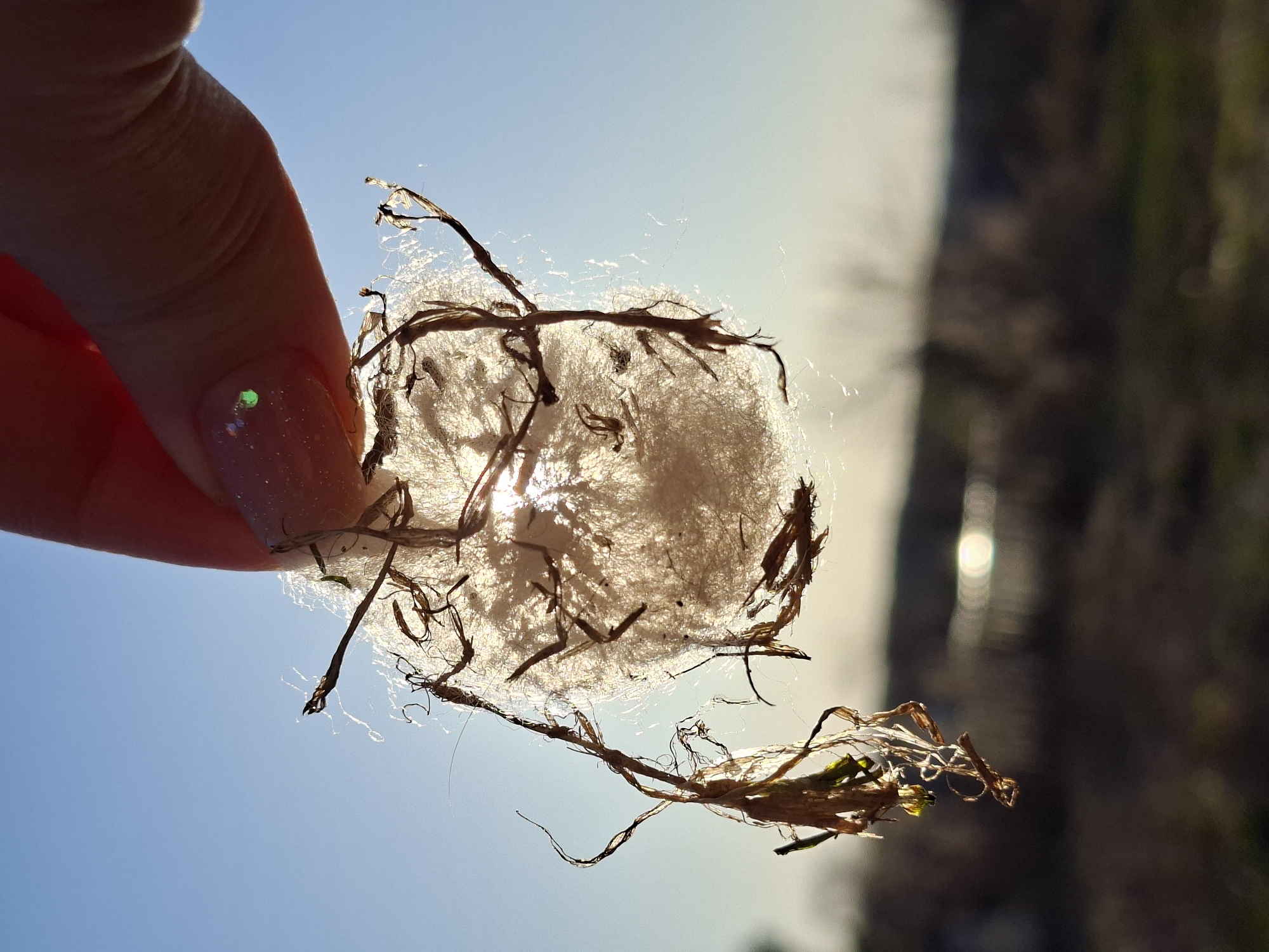 A person's hand holds a ball of wispy, white material interwoven with dry, brown plant matter against a bright blue sky. Sunlight shines through the center of the ball. In the background, out-of-focus shapes suggest foliage or trees and buildings with the sun reflecting on what appears to be water. There is no way to confirm from this image that the location is Karsha, Russia.