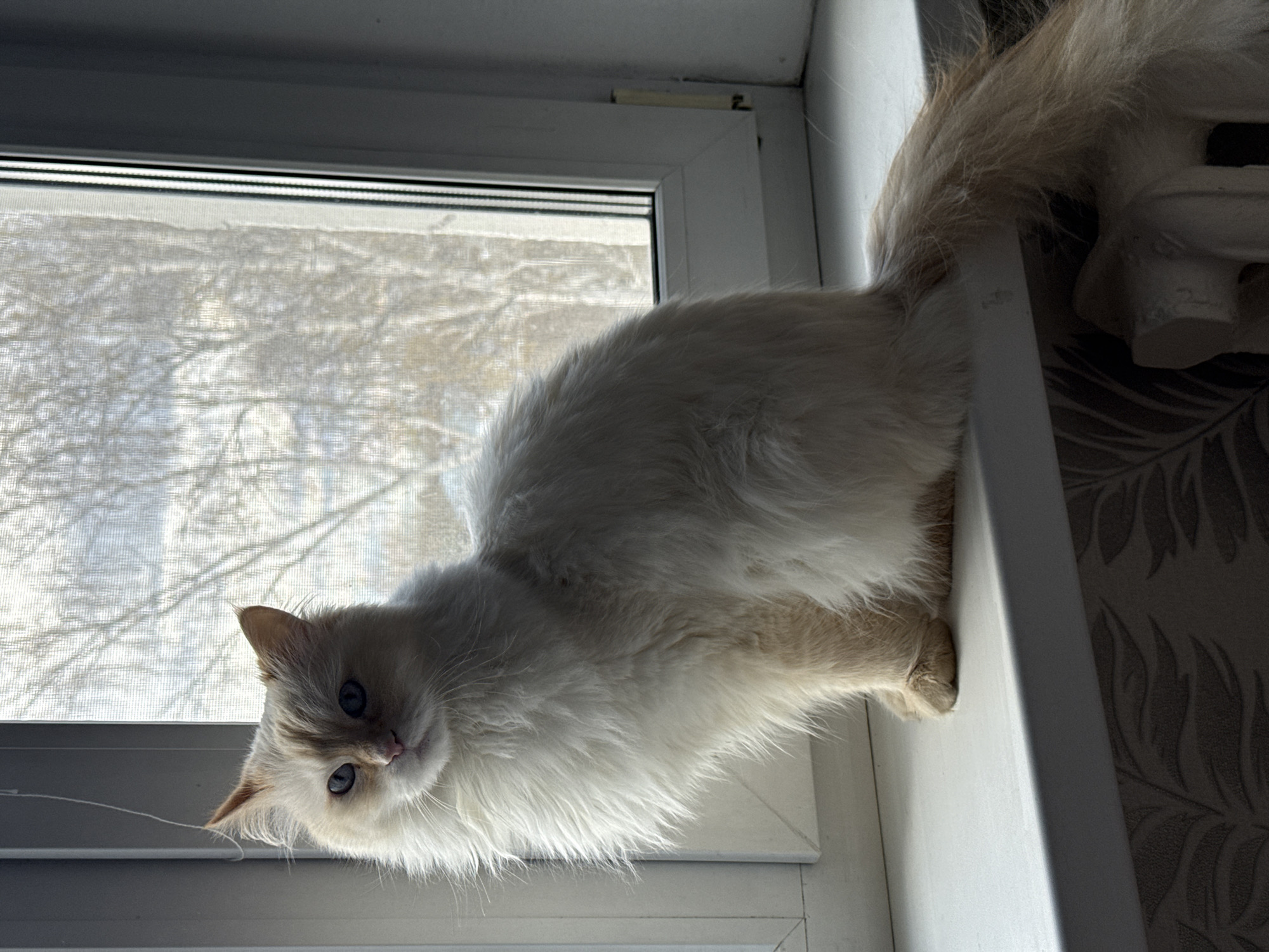 A fluffy, cream-colored cat with striking blue eyes is the central subject, positioned on a white windowsill and looking directly at the camera with a curious expression. The cat lies on its side, its long fur catching the bright natural light.
The setting is an indoor room in Chaikovsky, Russia, with a large window in the background. The window is fitted with a light-colored screen or sheer curtain that diffuses the outdoor view, making it appear blurry and bright, suggesting a sunny or overcast daytime scene, possibly with snow or light-colored foliage outside. The window frame is white PVC, and parts of the wall visible around the window feature patterned wallpaper with a subtle leaf motif. To the right of the cat, an unidentifiable white object or furniture piece is partially visible behind its tail. No visible text is present in the image.