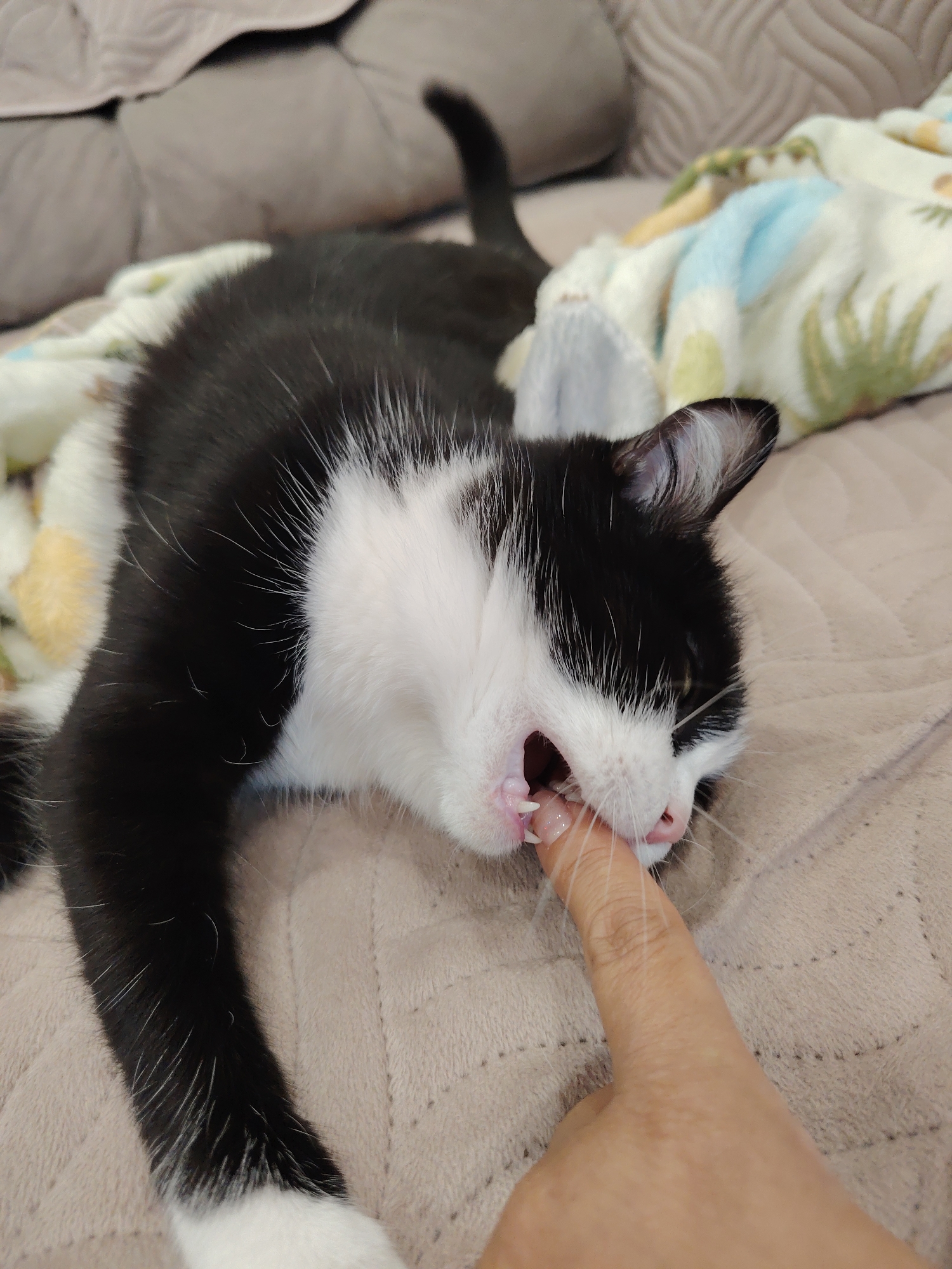 A black and white kitten lies on a soft, textured blanket, biting a person's finger. The kitten's mouth is open, revealing its sharp teeth and pink gums. Its eyes are partially closed, and its ears are perked. The blanket is a light beige color with subtle stitching patterns. In the background, a darker, textured surface, likely a couch or bed, is visible. The overall scene suggests a playful interaction between the kitten and its owner. The image does not provide any information about the location in Novosibirsk, Russia.