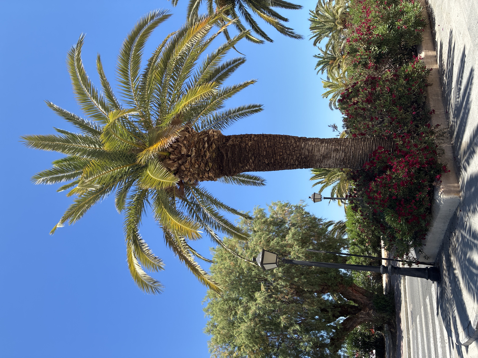 A mature palm tree stands prominently in the foreground, its fronds casting dappled shadows on a paved area. The tree is situated on a corner surrounded by a bed of lush green bushes adorned with vibrant red flowers. To the left of the palm tree, a black lamppost with a square lantern is visible. Beyond the palm tree and flowerbed, a large, leafy green tree with a thick trunk is partially visible, alongside more palm trees in the background. A crosswalk is present in the lower left portion of the image. The scene is set against a clear, bright blue sky, suggesting a sunny day. This image was captured in the city of Rethymno, Greece, likely in a public space or park area, given the presence of the crosswalk and lamppost. There are no people or animals in the frame.