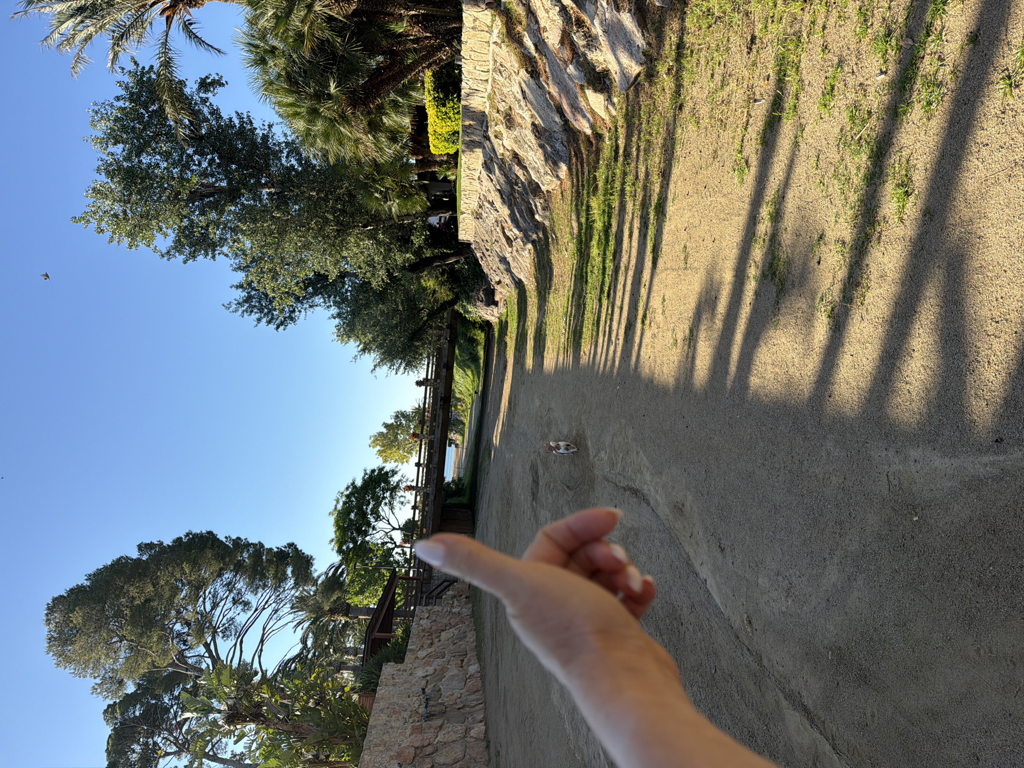 A dirt path stretches diagonally across the image from the bottom right to the upper left. The right side of the path is defined by the shadows cast from trees and the sun. Along the left of the path, a stone retaining wall can be seen, with trees and other vegetation on top. In the middle of the path there is a small white object. In the foreground of the image, a right hand is partially visible. In the upper left corner, palm trees and other vegetation are seen against a clear blue sky. A bird is flying in the sky. This is most likely the Parc Samà, Mont-roig del Camp, Spain.
