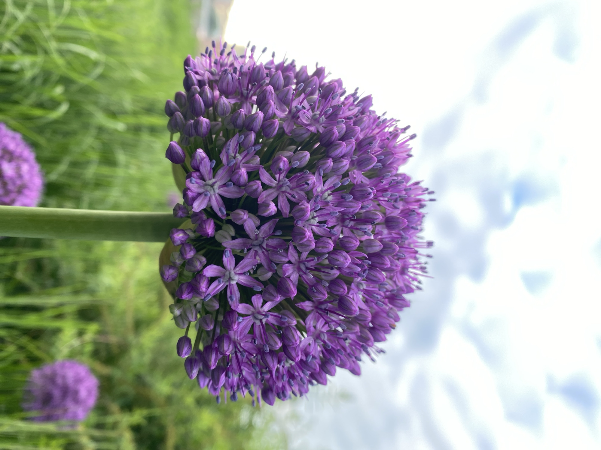 A close-up, low-angle shot of a vibrant purple Allium flower dominates the foreground. The spherical bloom is composed of numerous small, star-shaped flowers with delicate purple petals and darker purple stamens. The flower is supported by a thick, green stem. In the background, lush green grass and out-of-focus foliage create a natural, outdoor setting. The sky above is a soft blue with wispy white clouds. The image captures the intricate details of the flower against a blurred natural backdrop. There is no indication of the city of Yekaterinburg, Russia, or any human presence.