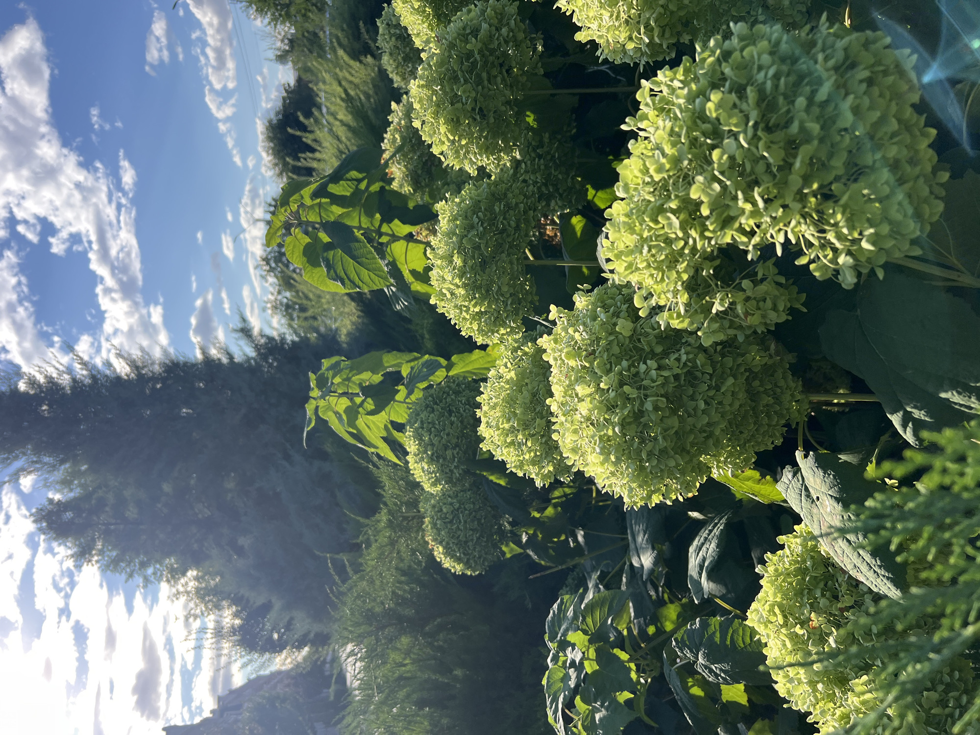 A low-angle outdoor shot captures a lush garden bathed in the warm glow of late afternoon sunlight. The foreground is dominated by spherical clusters of bright green hydrangeas, their florets densely packed and illuminated from above. To the left and right, feathery green foliage, possibly juniper, provides a contrasting texture. Behind the hydrangeas, larger, dark green leaves of another plant are visible. In the mid-ground, more hydrangeas are scattered amongst the greenery, some appearing lighter green due to the sunlight. Tall, dark green evergreen trees form a backdrop, reaching towards a sky filled with scattered white clouds and patches of brilliant blue. The sun's rays pierce through the clouds, casting a soft light and creating subtle lens flare effects. The overall scene depicts a serene and vibrant garden landscape, likely situated in a temperate climate. There are no people or animals present. The location is identified as Fontanka, Ukraine.