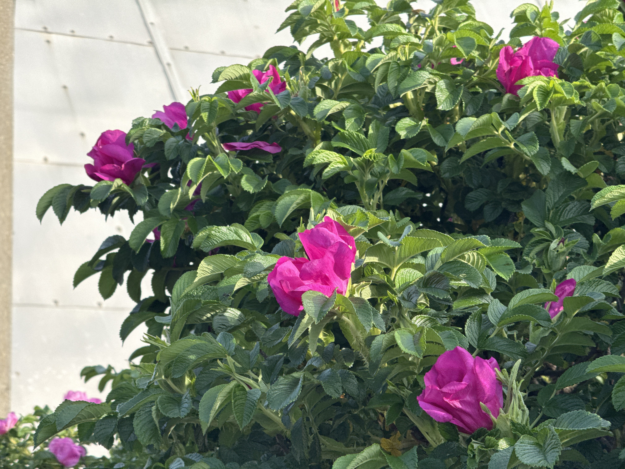 In Kuril'sk, Russia, a close-up view captures a dense bush of vibrant pink roses against a plain, light-colored wall. The roses are in full bloom, with many petals, and some are partially obscured by the lush green foliage. The leaves are a deep green, with serrated edges, characteristic of rose bushes. The overall impression is one of natural beauty thriving in an urban setting.