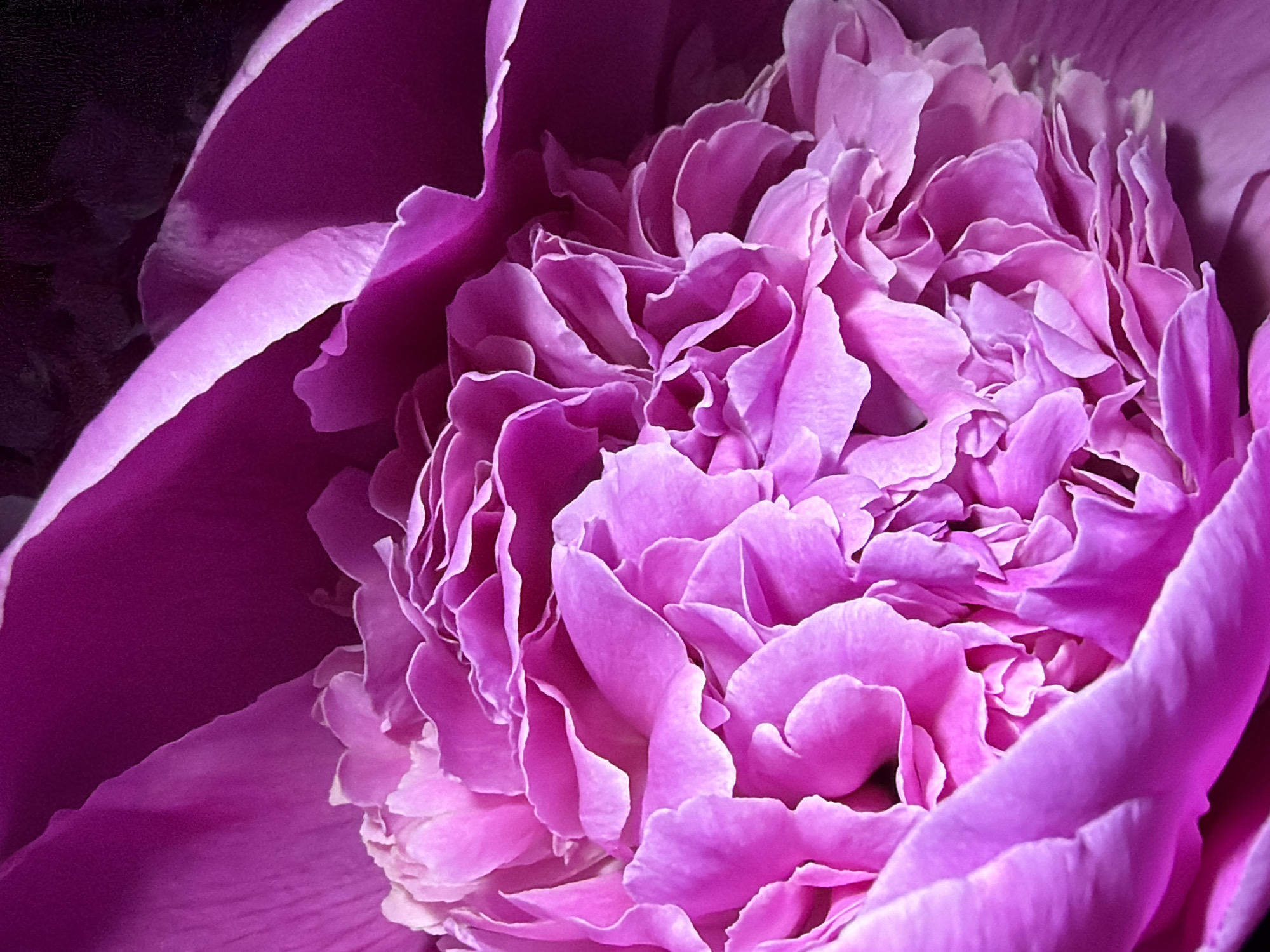 The image depicts a close-up of a pink peony flower. The numerous petals are tightly packed together, forming a dense, ruffled structure. The petals exhibit a range of shades, from light pink to deeper magenta, with some areas appearing almost white due to light reflecting off the petal surfaces. The background is dark, emphasizing the flower's vibrant color.
The prompt specifies the location of Chaikovsky, Russia. However, the image shows only a flower. Therefore, the location is irrelevant to the image.