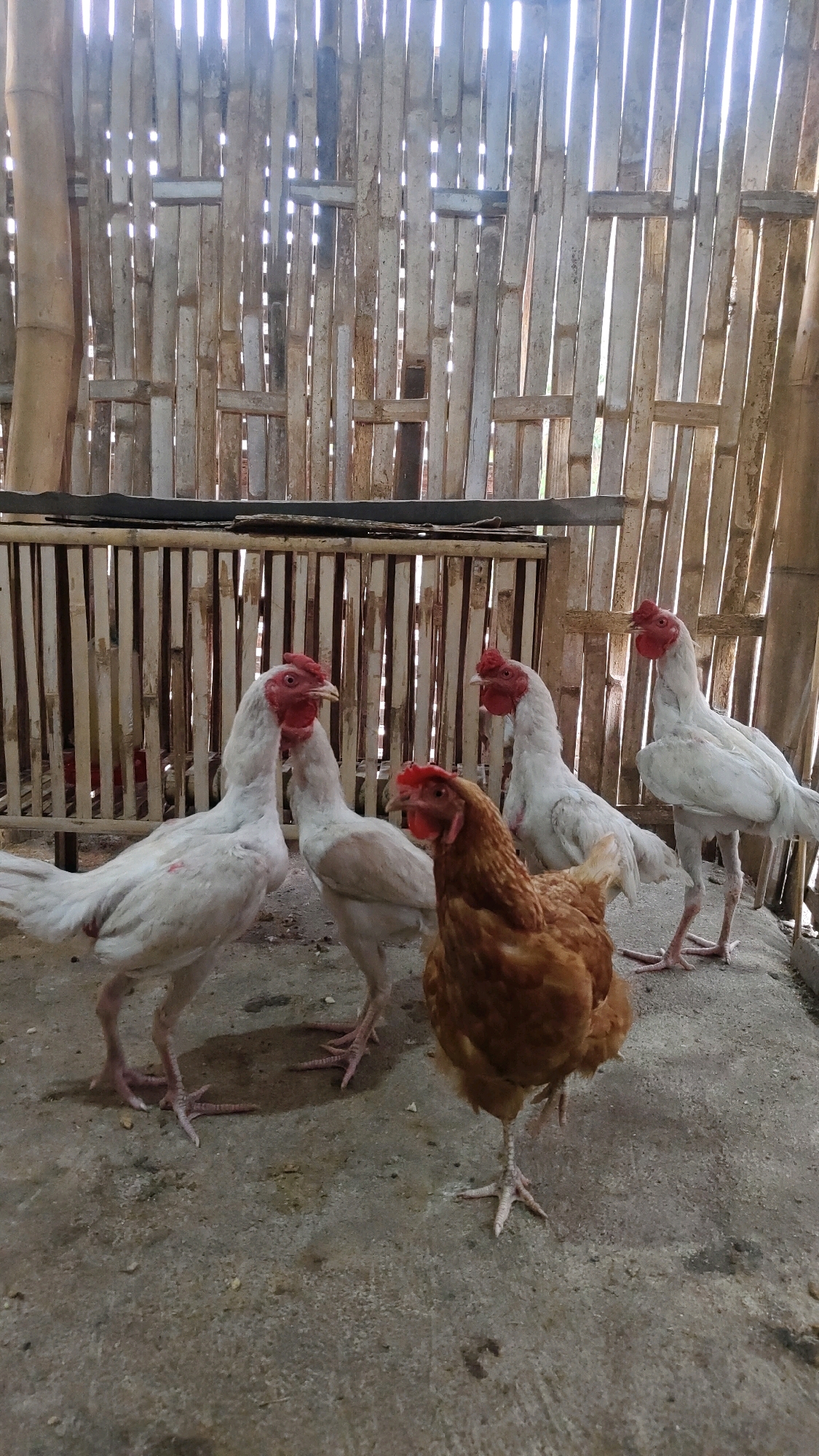 A group of six chickens, five white and one brown, are gathered on a concrete floor within a bamboo enclosure. The enclosure's walls and roof are constructed from vertical and horizontal bamboo poles, allowing natural light to filter through the gaps. One white chicken is in the foreground on the left, facing the right with its head tilted. To its right are two more white chickens, one in the middle and one further back, both facing towards the left. A brown chicken stands prominently in the foreground, slightly to the right of center, facing forward. In the background, two more white chickens are visible, one on the far right and another behind and to the left of the brown chicken. The ground is a rough concrete surface with some scattered debris. The overall impression is an outdoor or semi-outdoor chicken coop. The location is identified as Purwodadi, Indonesia.