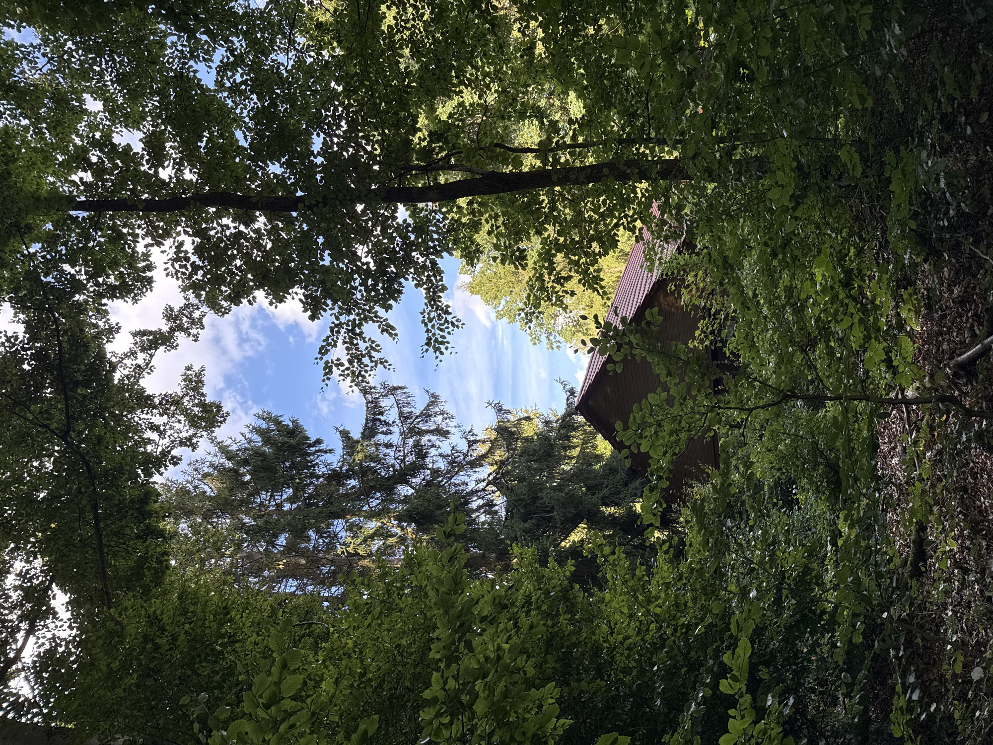 The image depicts a view through dense green foliage towards a brown wooden house with a red-tiled roof. The house is partially obscured by trees and bushes. In the background, a clear blue sky with scattered white clouds is visible, framed by the branches and leaves of tall trees, including what appears to be a spruce tree. The ground in the foreground is covered with fallen leaves and twigs. The scene suggests a secluded, wooded area, likely on the outskirts or within a natural setting of Bad Sachsa, Germany. No people or specific actions are discernible in the image.