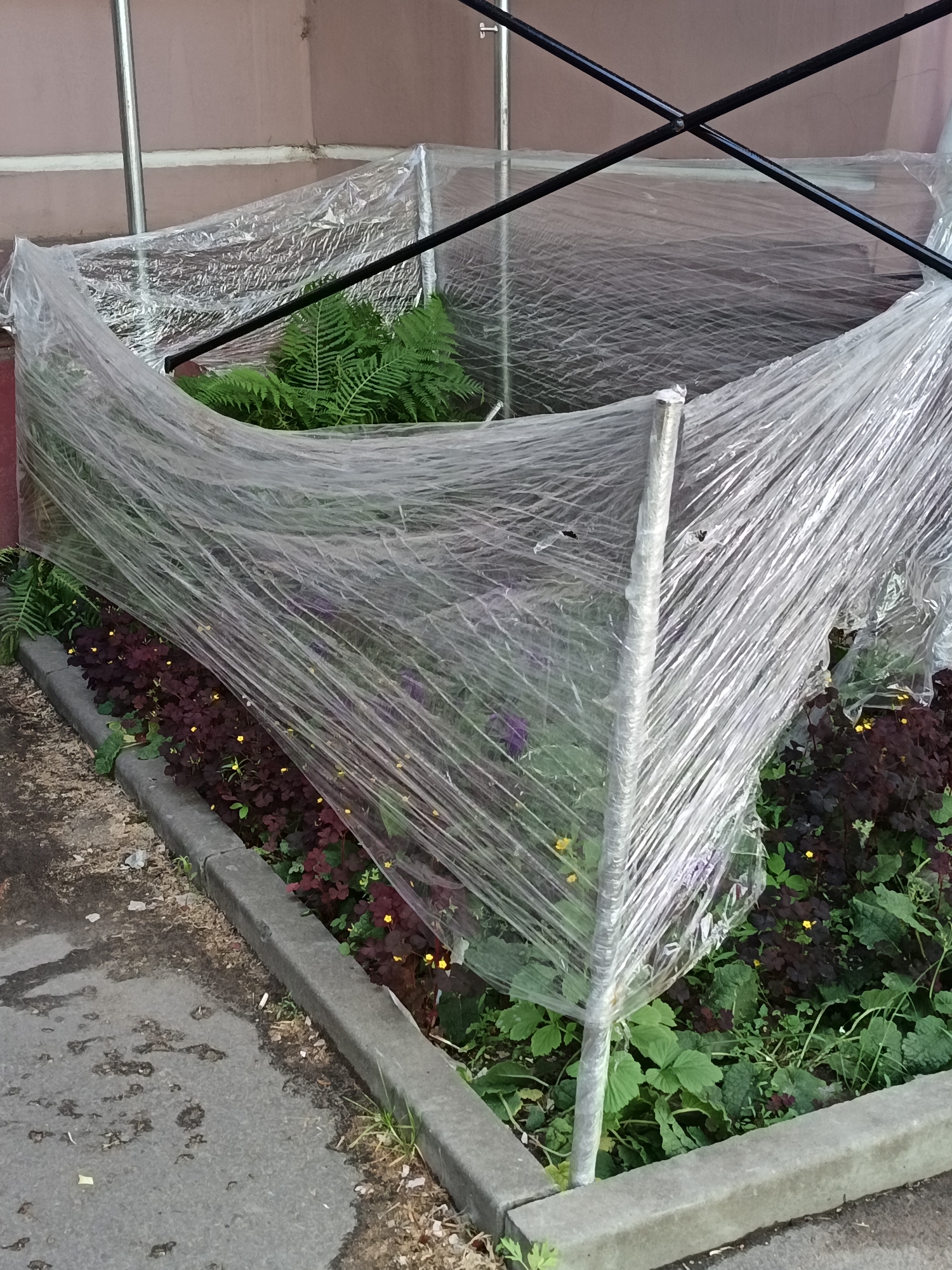 A small garden bed is covered with a transparent plastic sheet, creating a makeshift greenhouse. The garden bed contains ferns and low-lying dark purple plants with small yellow flowers. The plastic is supported by metal poles and appears to be secured to the ground. The garden bed is bordered by a concrete curb, with pavement and scattered debris visible to the left. The background consists of a textured, pinkish-brown wall and a glimpse of a metal fence or railing. The scene is outdoors, likely in a residential or public space in Komsomolsk-on-Amur, Russia. No people are present in the image.