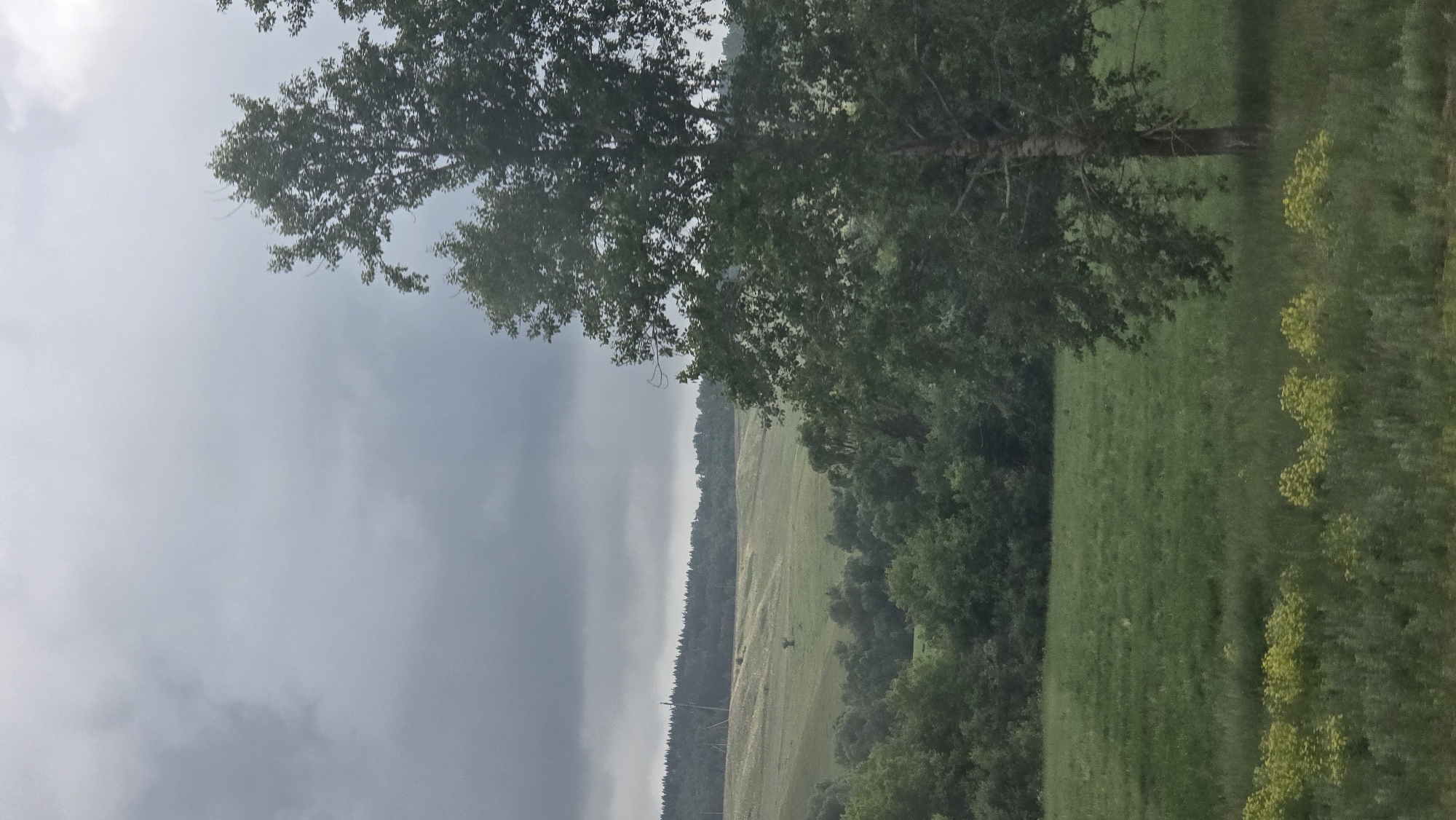 This image captures an expansive, rural landscape under an overcast sky in the city of Солояз, Russia. The sky, dominating the upper portion of the frame, is a uniform grey with subtle variations in cloud density, suggesting diffused, natural light. In the immediate foreground, a field of green grass interspersed with patches of bright yellow wildflowers or plants occupies the lower section. Moving into the midground, the terrain undulates gently, presenting larger fields of varying shades of green and light brown vegetation, possibly indicating different crops or natural grasslands. A solitary, small dark tree or bush stands isolated within one of these lighter fields in the distant midground. Beyond these fields, a dense line of dark green deciduous trees forms a prominent tree line across the middle horizon. Further in the background, a darker, dense coniferous forest is visible atop a distant ridge or hill, and slender, dark power line poles are subtly integrated into this distant treeline. On the right side of the frame, a large deciduous tree with a full canopy of green leaves extends from the bottom of the image upwards, partially obscuring the distant landscape. Its dark trunk is visible in the lower right. No people or animals are present in the scene.