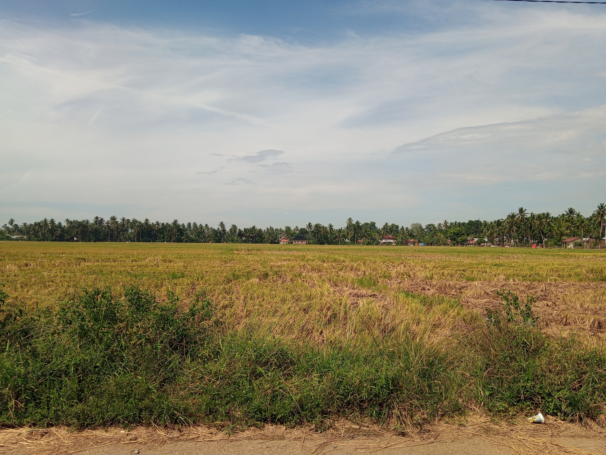 This image captures an expansive rural landscape in Cotseutui, Indonesia, under a partly cloudy sky. The scene is dominated by a vast, golden-brown field, indicative of a harvested rice paddy, occupying the mid-ground. Patches of green vegetation, primarily weeds and grasses, are interspersed throughout the field and form a dense, untended strip in the immediate foreground, bordering a narrow expanse of reddish-brown dirt or a compacted earth path.
Along the distant horizon, a dense, continuous line of tall palm trees, predominantly coconut palms, extends from left to right, creating a dark green band separating the field from the sky. Several single-story residential structures with light-colored walls and dark roofs are visible nestled amongst and behind these palm trees, particularly in the center-right, suggesting a small village or settlement. A small, indistinct red object is observable behind the trees on the far right. In the distant field, slightly left of center, a faint pink marker or flag is present.
The sky occupies the upper half of the image, featuring a light blue hue with significant coverage of white and light grey stratiform and cirrus clouds. A faint, linear contrail is visible in the upper left quadrant of the sky. In the lower right foreground, a discarded white and orange plastic cup or container lies on the ground, partially covered by dried plant material. No human figures are present, and no overt actions are depicted. The overall impression is one of a quiet, agricultural environment in a post-harvest state.