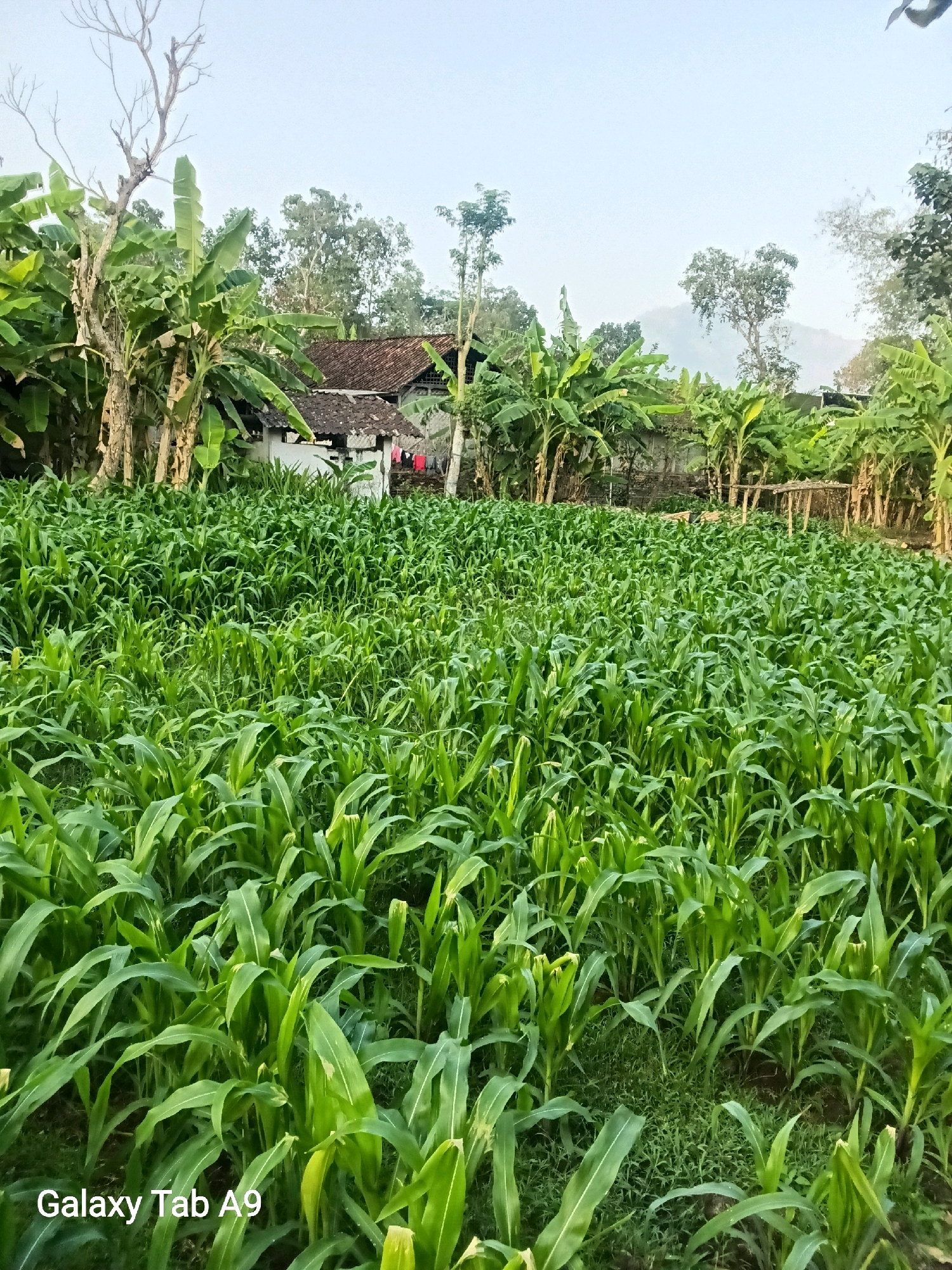 This is a medium shot, eye-level, outdoor, natural light photograph taken in the city of Trenggalek, Indonesia. The image captures a lush field of young corn plants in the foreground, their green leaves stretching upwards. In the midground, a cluster of banana trees with large, broad leaves frames a few traditional Indonesian houses with terracotta tile roofs. The houses appear to be simple structures, one white with a red roof and another with a darker, weathered roof. A clothesline with some red garments hanging to dry is visible on the side of one of the houses. Further in the background, more trees and a hazy mountain range are visible under a pale, overcast sky. A small, rudimentary wooden structure, possibly a shelter or drying rack, stands amongst the banana trees on the right side of the image. The overall scene depicts a rural agricultural landscape.