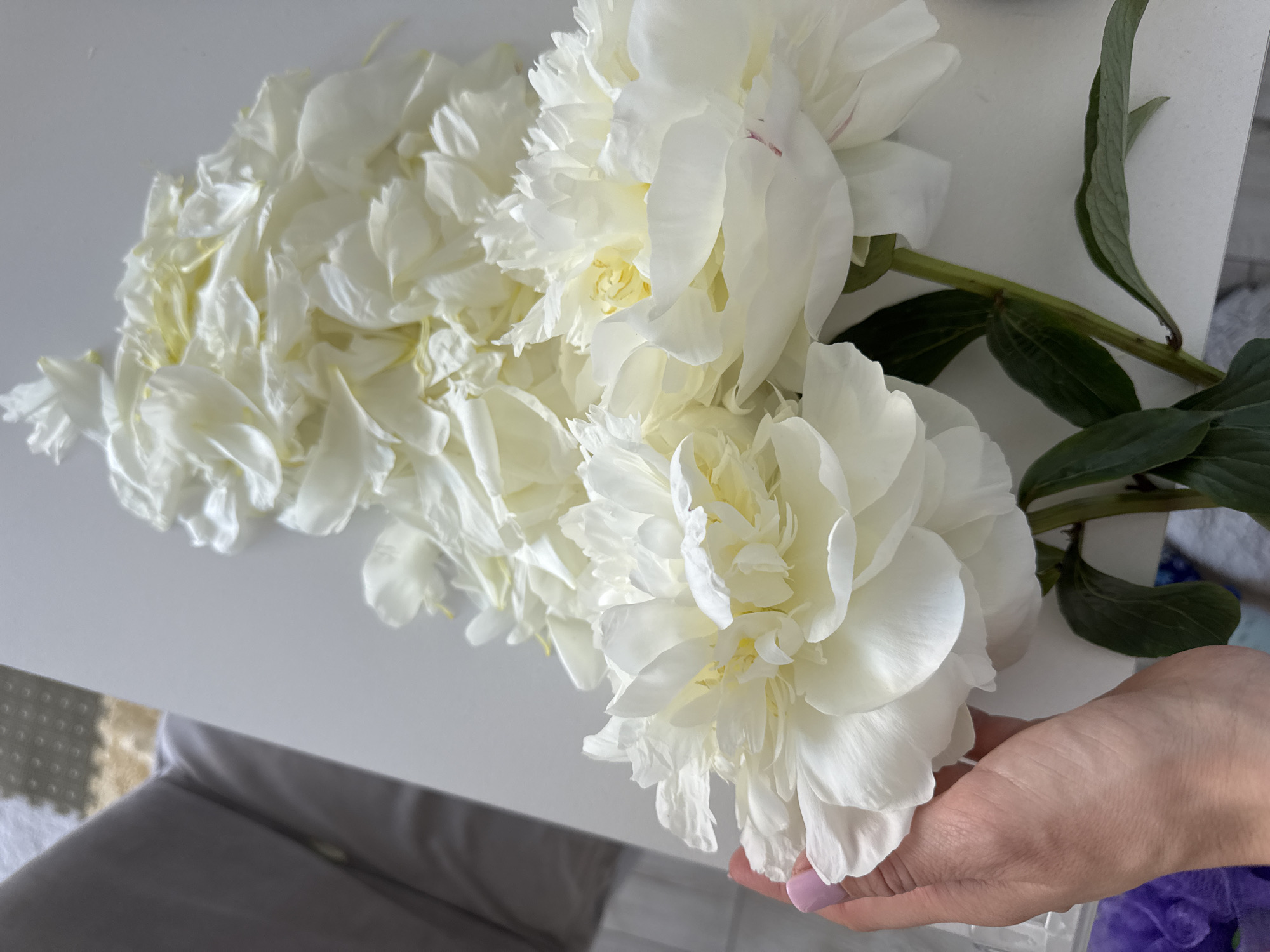 The image features a close-up, slightly tilted perspective of a vibrant bouquet of white peonies. The majority of the frame is filled with the voluminous, layered white petals of the flowers, with some blooms revealing soft pale yellow centers. Green stems and leaves are visible, extending from the flowers, particularly towards the right side of the image. A person's hand, exhibiting light pink nail polish, gently supports one of the outermost peony blooms at the bottom right.
The flowers rest on a smooth, bright white surface, likely a table or countertop, which provides a clean and minimalist setting. The lighting is soft and even, suggesting a well-lit indoor environment during the daytime. In the blurred background, hints of domestic elements like a gray upholstered item and other indistinct objects are visible, but they remain out of focus. There is no discernible text within the image. The overall scene captures the beauty and elegance of the fresh peonies, held with care, evoking a sense of tranquility and appreciation for natural aesthetics. No specific visual cues link the image to Sochi, Russia, beyond the provided context.
