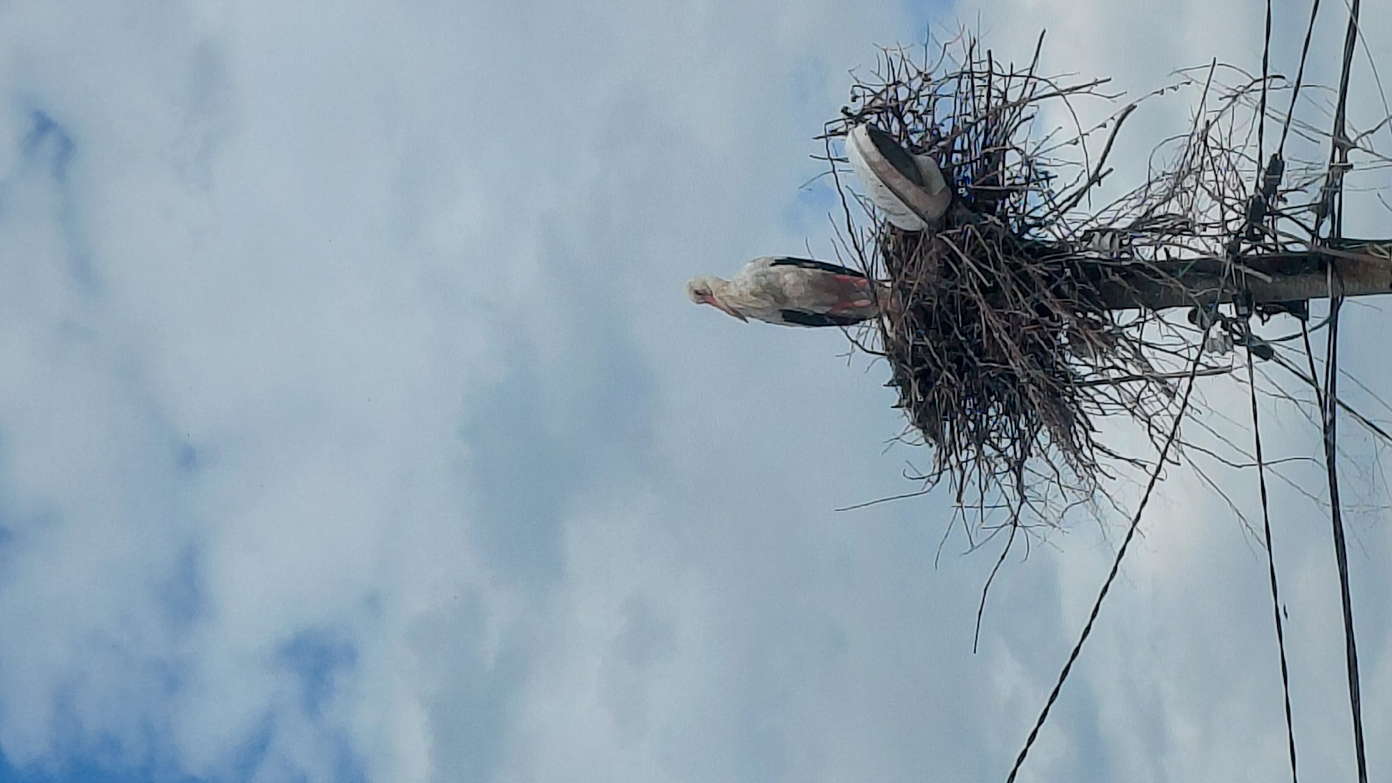 A low-angle shot depicts a stork in a nest atop an electrical pole. The stork, predominantly white with black and red accents, is positioned on the left side of the nest. The nest itself is constructed of sticks and twigs and is situated on top of the pole, which is visible on the right side of the frame. Electrical wires run along the pole and extend outwards. The background consists of a sky with scattered clouds. The location is Unknown, Unknown.