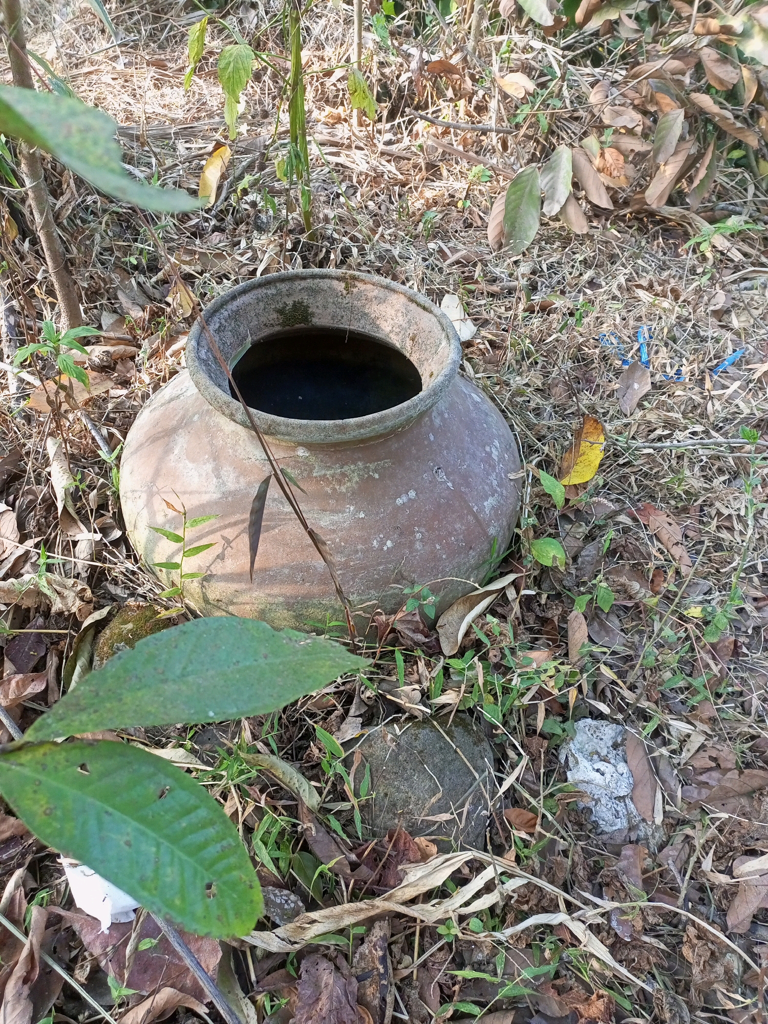 In Jatipurno, Indonesia, a weathered, earthen pot sits on dry, leaf-strewn ground, partially obscured by green foliage. The pot, made of clay, appears old and is tinged with moss in places. Its wide opening reveals a dark, possibly water-filled interior. The surrounding environment is dense with dried leaves, twigs, and sparse green vegetation, suggesting an outdoor setting that has seen some neglect. A few rocks and a piece of white debris are also visible on the ground. No people are present in the image.