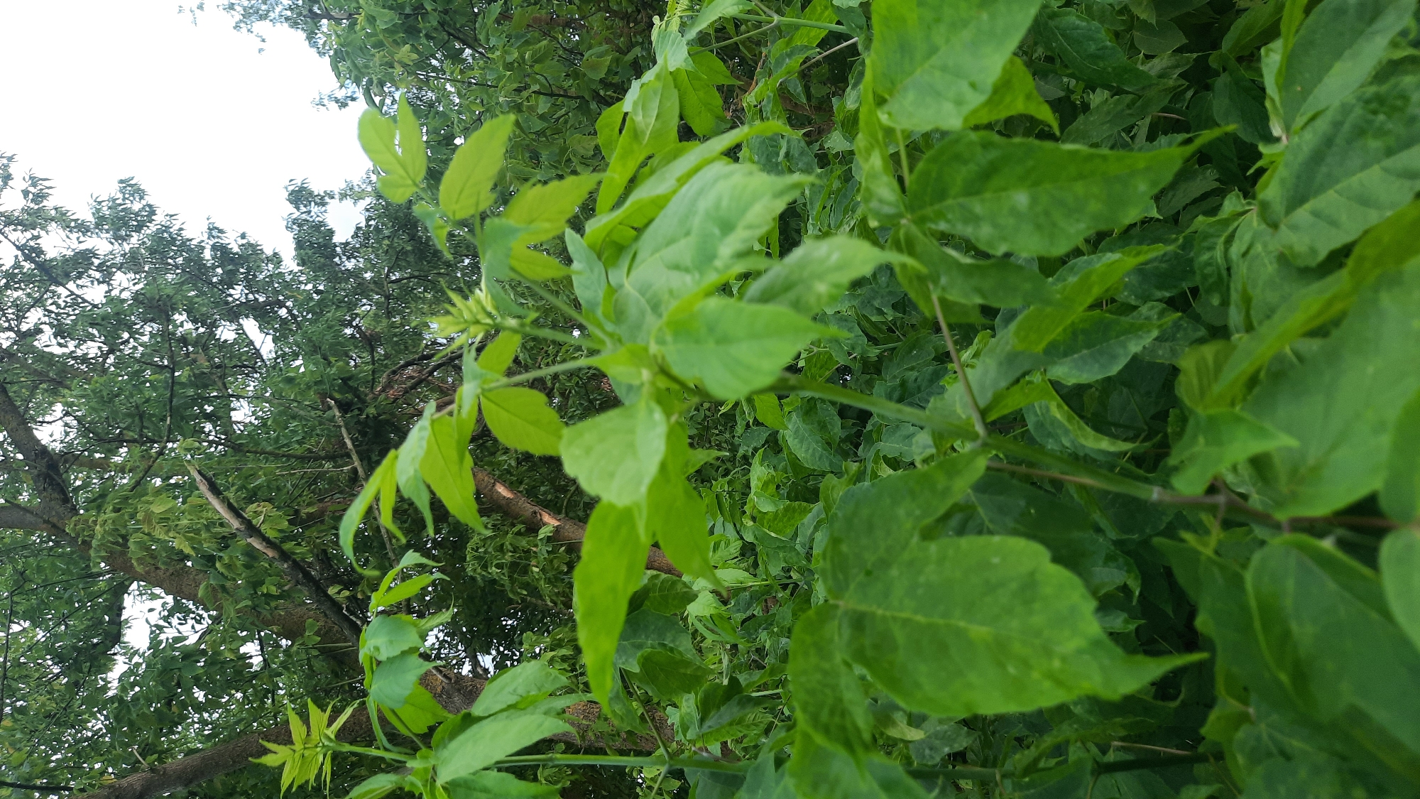 The image displays a close-up view of lush green foliage in what appears to be a natural or semi-natural setting. The foreground is dominated by the leaves and stems of several plants, with a larger, more defined set of leaves in the center of the frame. These leaves are compound, with multiple leaflets radiating from a central stem. The texture of the leaves appears smooth and slightly glossy. In the background, a dense canopy of trees is visible, with some branches and darker green foliage obscuring the sky. The lighting suggests an overcast or shaded environment, as there are no strong shadows. The overall impression is one of abundant plant life, likely in a park, forest edge, or overgrown garden. The location in Shklov, Belarus, suggests a temperate climate, consistent with the type of vegetation shown. There are no people or discernible human activity in the image.