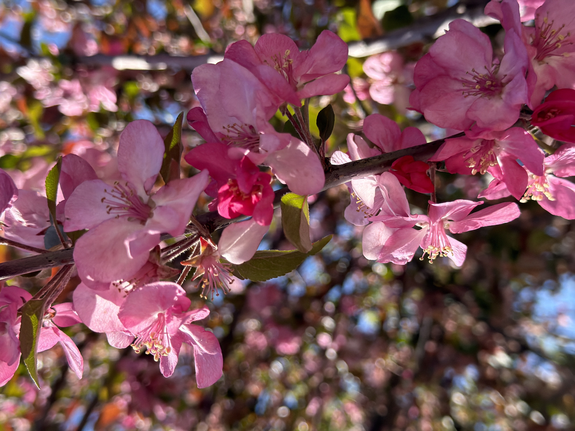 The image displays a close-up of vibrant pink flowers blooming on a tree branch, likely captured in Yuzhny, Russia. The primary subjects are numerous five-petaled flowers, varying in shade from delicate light pink to deeper fuchsia. Many flowers are fully open, revealing prominent yellow-tipped stamens at their centers, while others appear as tightly closed buds.
The flowers are arranged along a slender, dark branch, with a few green leaves interspersed among them. The lighting suggests a bright, sunny day, with strong sunlight backlighting some of the petals, making them appear translucent and highlighting their texture. Shadows are visible, indicating the direction of the light.
The background is significantly blurred, creating a soft bokeh effect with circular light reflections. Hints of blue sky are visible through the foliage, reinforcing the impression of clear weather. The overall scene depicts the beauty of nature in bloom, characteristic of spring or early summer. No people or visible text are present in the image.