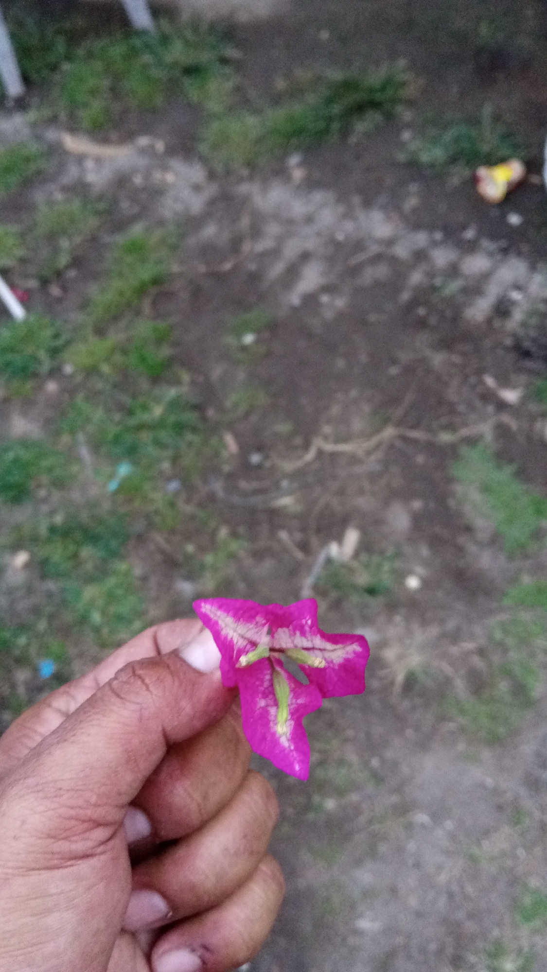 A close-up shot shows a hand holding a vibrant pink flower with delicate white veining and green accents. The flower is the primary subject, positioned in the lower right quadrant of the frame. The hand, with visible skin texture and fingernails, is in focus, gripping the base of the flower. The background is an out-of-focus ground with patches of green grass and dark soil, suggesting an outdoor environment. A small, blurred yellow and red object, possibly litter, is visible in the upper right portion of the background. The scene appears to be an informal setting, such as a yard or park, likely located in Uteunreutoh, Indonesia, given the context.