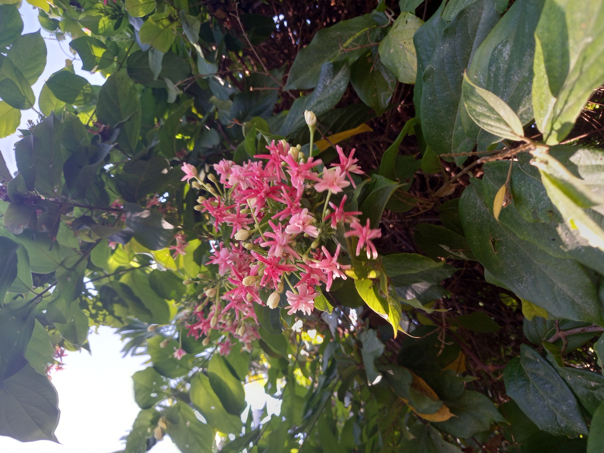 The image is a close-up, low-angle shot of a flowering plant with clusters of small, star-shaped pink and white flowers against a backdrop of lush green leaves. The flowers are in various stages of bloom, with some buds still closed and others fully open. Sunlight filters through the leaves, creating dappled light and highlights on the foliage and flowers. The scene appears to be outdoors, possibly in a garden or natural setting. No people or animals are visible. The image does not contain any information about its location in Baan Mae Nam, Thailand.