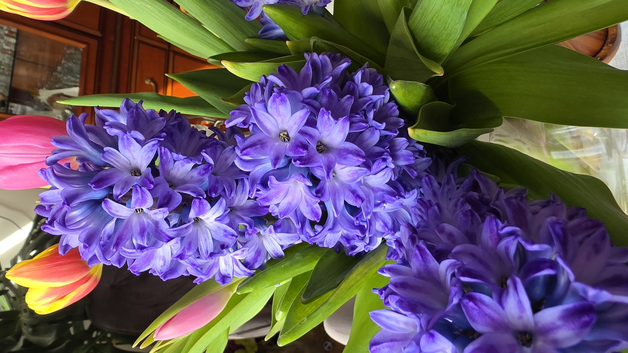 A close-up shot presents a vibrant arrangement of flowers. Predominantly, clusters of purple hyacinths dominate the central and right portions of the frame, their dense blooms showcasing a gradient of purples and whites. Interspersed with the hyacinths are green, blade-like leaves that add a contrasting texture and color. To the left of the hyacinths are two tulips: one a bold pink and the other displaying a blend of yellow and red hues. A brown wooden cabinet is partially visible in the background, reflecting the ambient light. The photograph focuses on the textures, colors, and botanical details of the flower arrangement. The location is not determinable from the visual information.