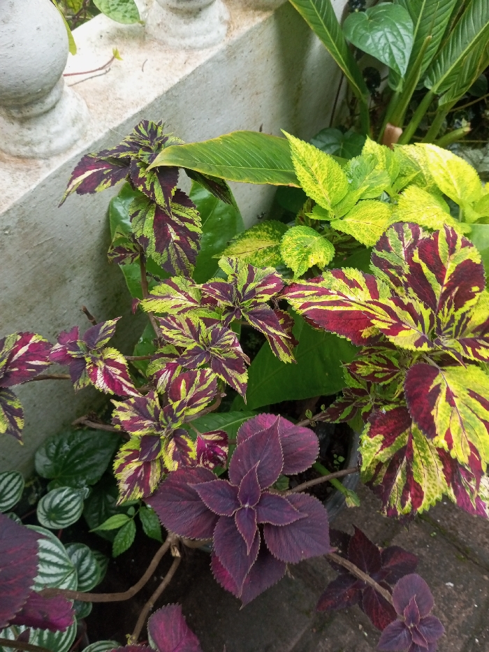 A vibrant assortment of plants fills the scene. Coleus plants with striking variegated leaves in shades of yellow, green, and burgundy dominate the view. A darker purple coleus rests at the bottom. Smooth green leaves and a cluster of light green, patterned leaves add to the diversity. The plants sit beside a weathered concrete pillar.