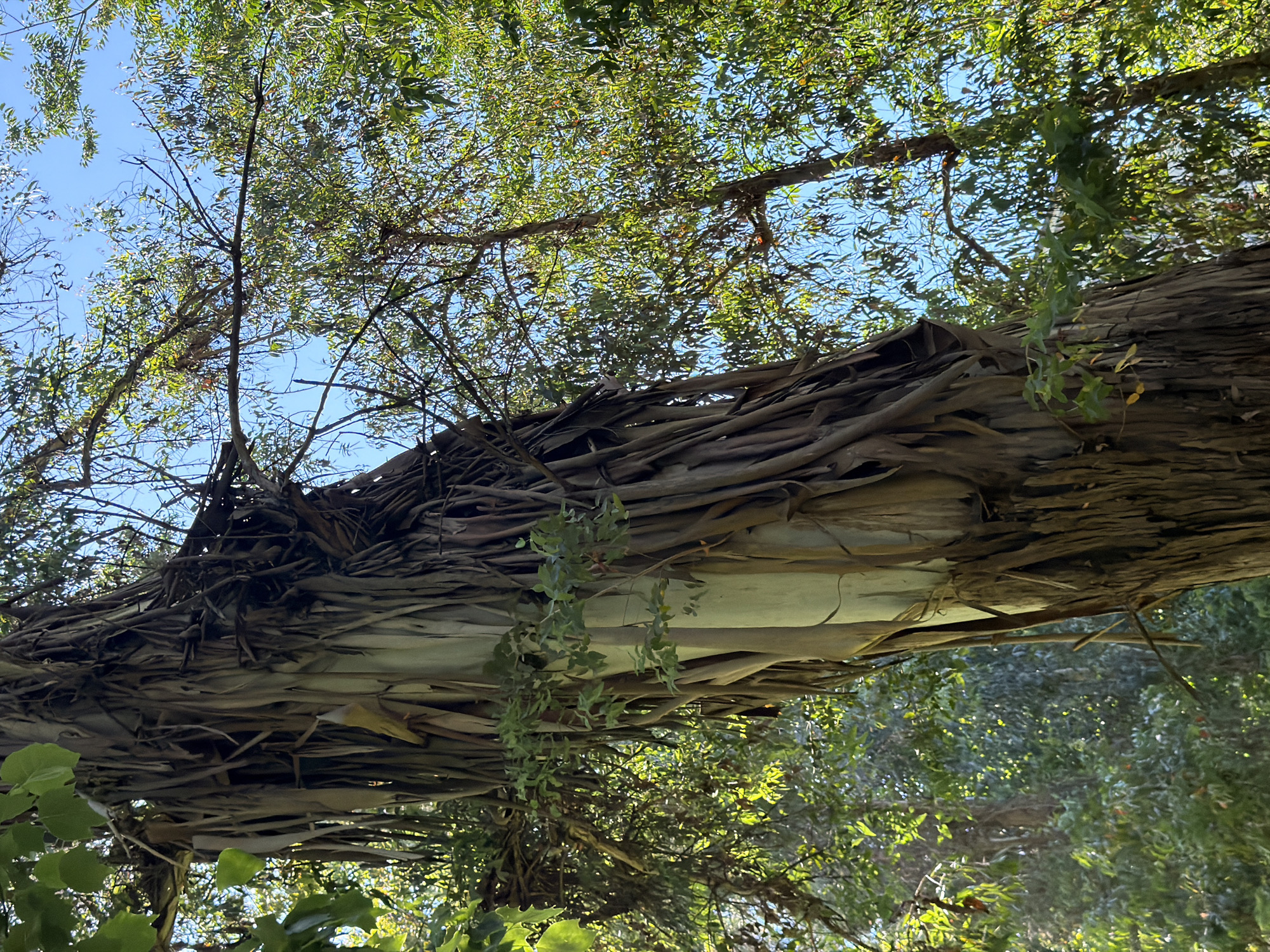 The image shows a close-up of a large eucalyptus tree with peeling bark, set against a backdrop of lush green foliage and a clear blue sky. The tree trunk is rough and textured, with long, papery strips of bark hanging down. Small green leaves and vines are growing on and around the trunk. In the background, other trees with dense green leaves are visible, creating a dense forest-like environment. The sunlight filters through the leaves, creating dappled patterns of light and shadow. The scene appears to be a natural outdoor setting. There is no indication of the city of Sirius, Russia, or any people in the image.