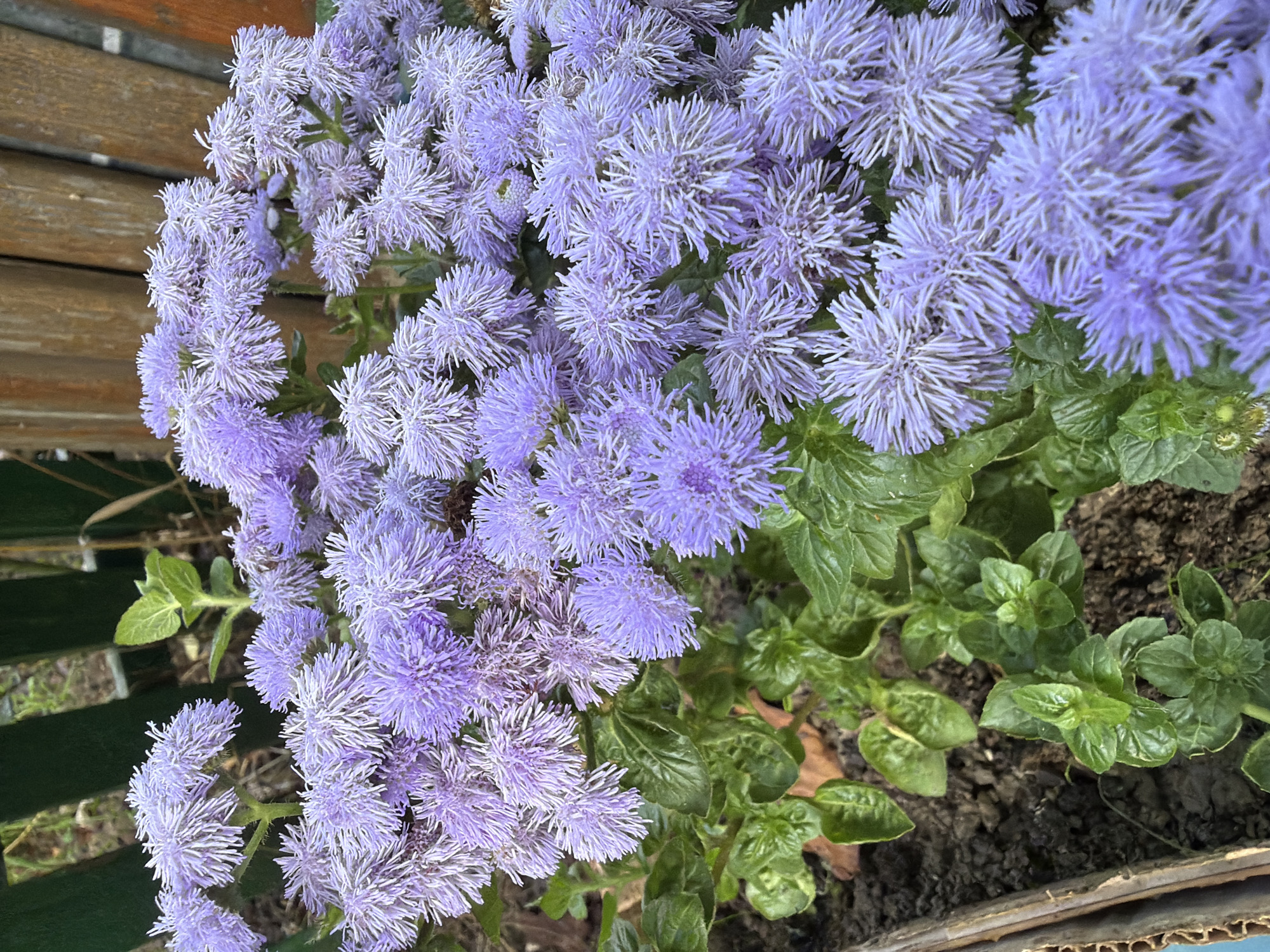The image shows a close-up view of a cluster of fluffy, light purple flowers, likely Ageratum, in bloom. The flowers have a delicate, fringe-like appearance with many thin petals radiating from the center. They are densely packed together, creating a soft, cloud-like texture. In the background, there is a hint of green foliage and a wooden fence, suggesting an outdoor garden setting. The soil is visible at the bottom of the frame, indicating the plants are in a flowerbed or planter. There are no people or animals present in the image. The lighting suggests it is daytime, possibly late afternoon given the soft light. The exact location within Kakheti, Georgia cannot be determined from the visual information provided.