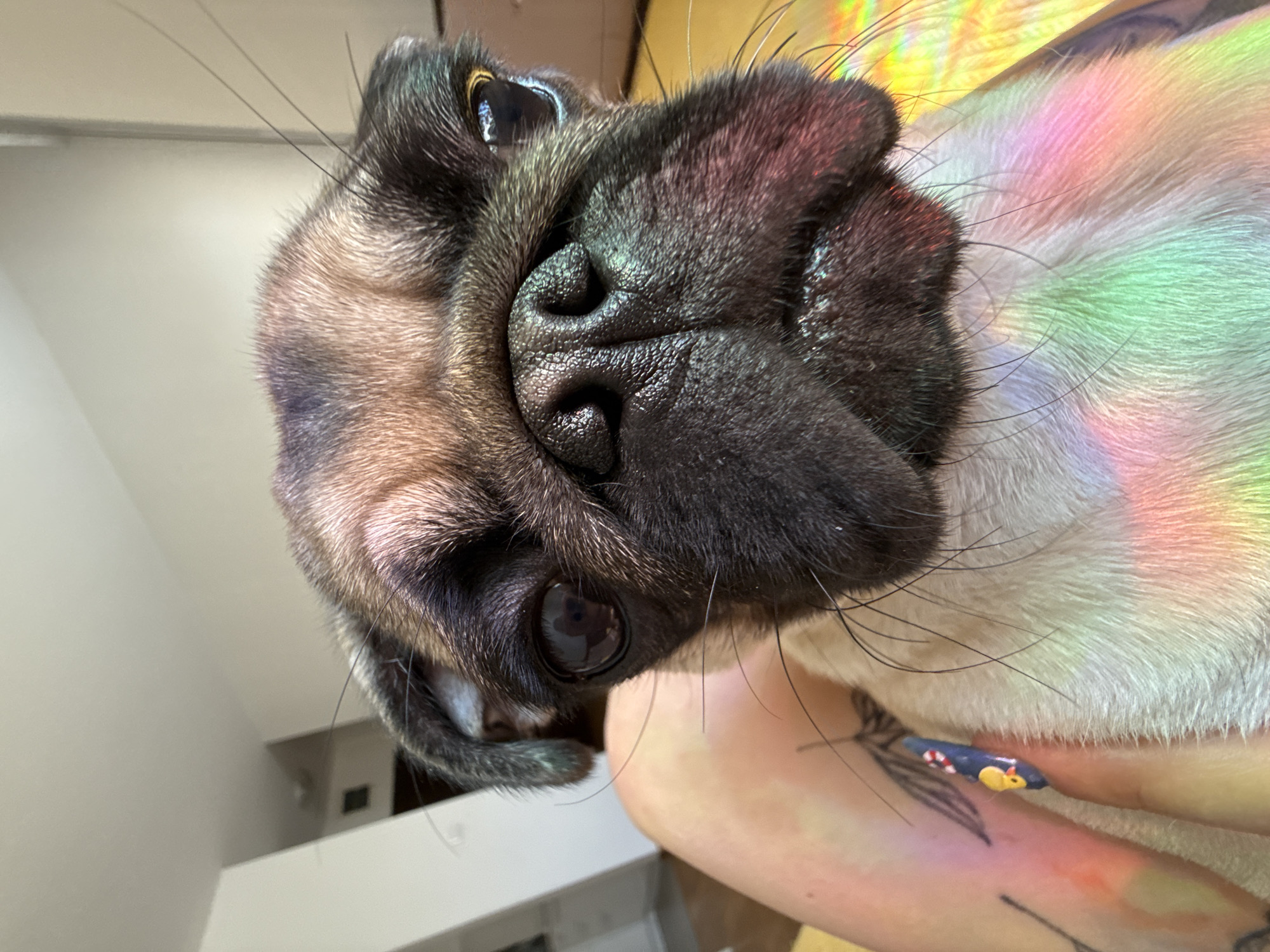 A pug's face fills the frame, positioned extremely close to the camera, giving a distorted, wide-angle perspective. The pug's dark, wrinkled snout dominates the center, with its nose prominently featured. One of its large, dark eyes is visible to the right, reflecting light. The pug's fawn-colored fur is visible on its head and muzzle, transitioning to white on its chest, which is illuminated by a colorful rainbow-like light reflection. The pug's ears are small and floppy, with one slightly tilted.
The pug is resting on what appears to be a person's lap, with a portion of a tattooed leg visible to the left of the pug's face. A fingernail adorned with a small yellow rubber duck and a blue and white life preserver is also visible on the leg. The background is out of focus, showing a lightly colored wall and a door on the left, and a yellow, possibly textured surface on the right, also catching the rainbow light. The scene is indoors, in a residential setting.