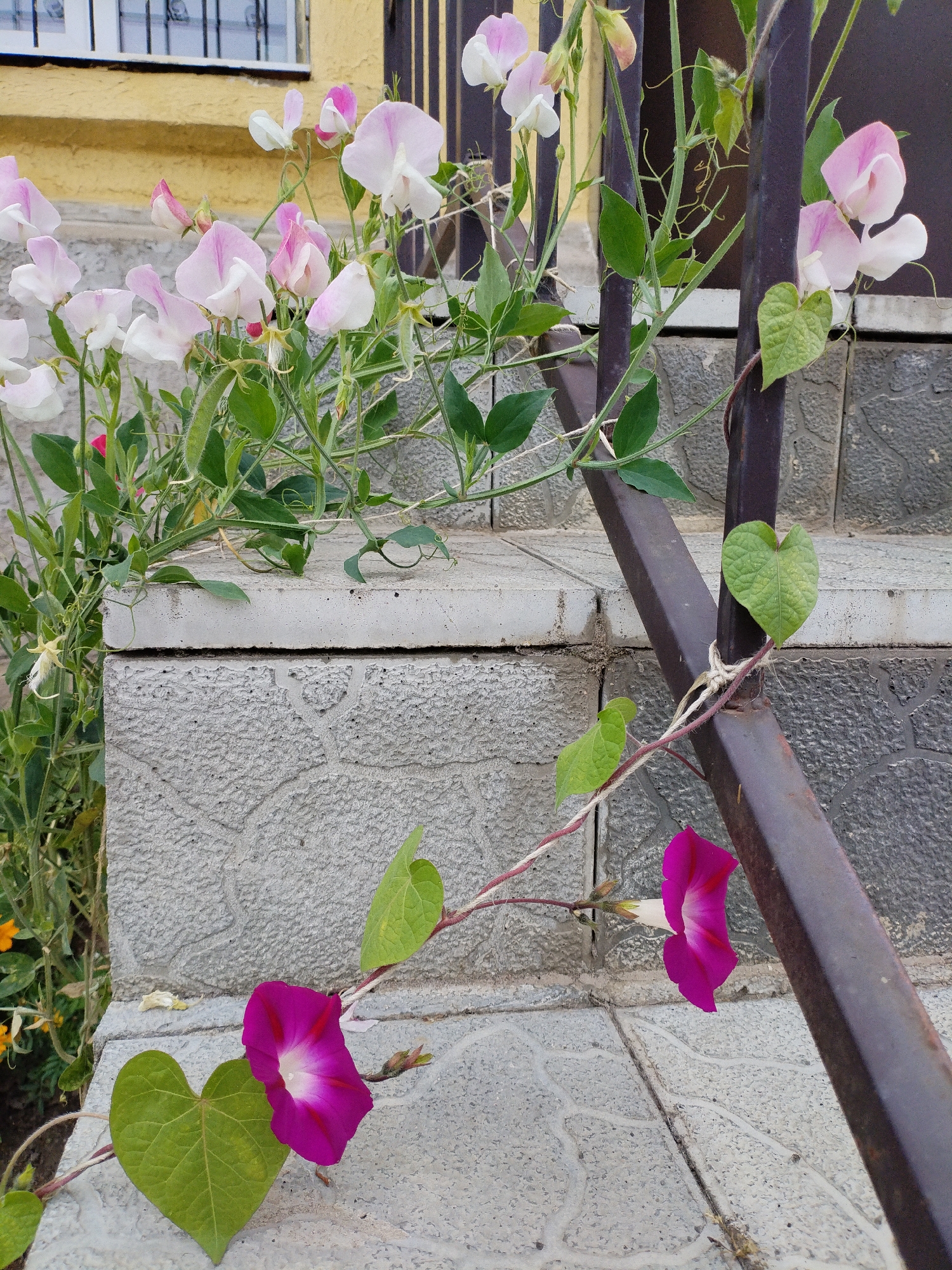 The image depicts an outdoor scene, likely in a residential area in Bialynichy, Belarus, featuring climbing plants with pink and purple flowers against a backdrop of concrete steps and a yellow building. The foreground shows two bright magenta trumpet-shaped flowers with white centers, identified as morning glories, attached to a vine that wraps around a dark metal railing. One morning glory is prominent, with a heart-shaped green leaf nearby. Another vine, also bearing heart-shaped leaves, extends upwards and to the left. In the background, a cluster of delicate pink and white flowers, identified as sweet peas, cascade from above, their delicate petals and tendrils visible against the textured concrete of the stairs. The stairs are made of large, gray concrete tiles with a visible grout line. Behind the plants, a yellow building with a barred window is partially visible. The overall impression is of a natural and slightly untamed garden setting integrated with the urban environment. There are no people or animals in the image.