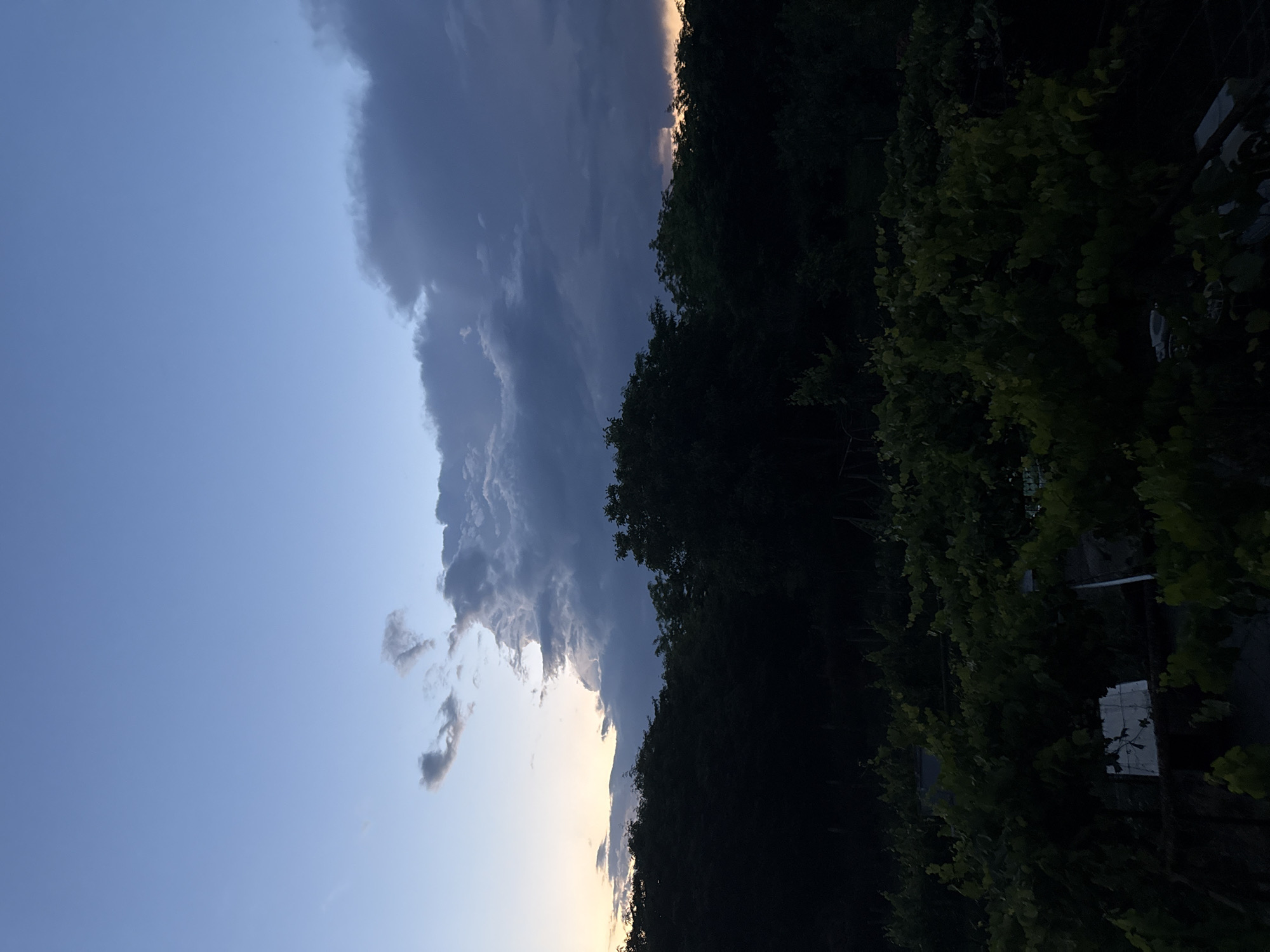A twilight scene captures a wide shot of a vineyard in Burgas, Bulgaria, with dense, dark foliage in the foreground and middle ground. Overhead, a dramatic sky unfolds with a mix of dark, brooding storm clouds and lighter, wispy clouds against a gradient of blue, transitioning to a pale orange glow near the horizon. The trees bordering the vineyard are silhouetted against this dynamic sky. The vineyard itself appears to be on a slight incline, with some indistinct structures or garden elements partially visible amidst the dense greenery. The overall impression is one of natural beauty and impending weather change.